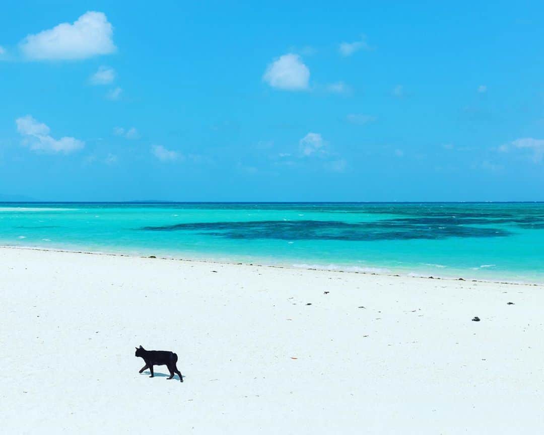 セソコマサユキのインスタグラム：「やっぱり離島は最高でした。この青、ひさしぶりに見れた。  #沖縄 #八重山諸島 #離島 #竹富島 #コンドイビーチ #島旅」