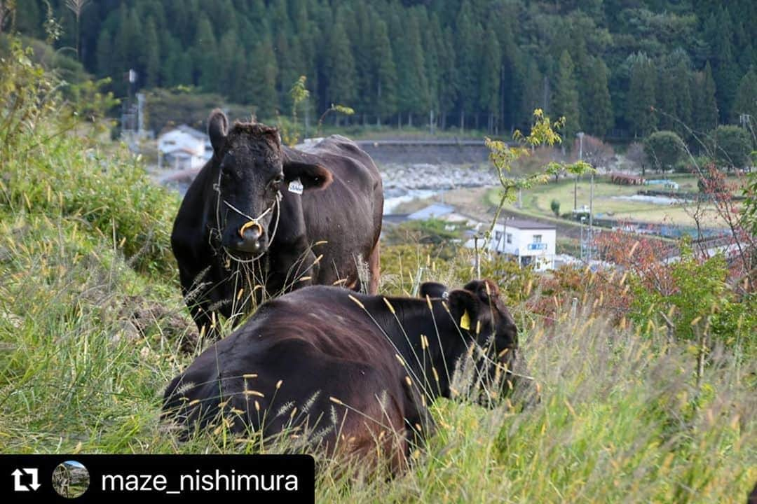 Gero City【下呂市公式アカウント】さんのインスタグラム写真 - (Gero City【下呂市公式アカウント】Instagram)「#Repost @maze_nishimura with @make_repost ・・・ のどか🌿🐂 #馬瀬西村  location:岐阜県下呂市馬瀬  #牛#除草#岐阜県#下呂#馬瀬#馬瀬川#日本で最も美しい村#日本で最も美しい村連合#里山#里山ミュージアム#田舎の景色#田舎#田舎暮らし #gerostagram#下呂アンバサダー#岐阜県インスタ部#gifuphoto#gifuebooks#gogifu #bestphoto_japan#visit_tokai#visitjapanjp#instagramjapan#Japan#Nikon#light_nikon」10月9日 22時25分 - gerostagram