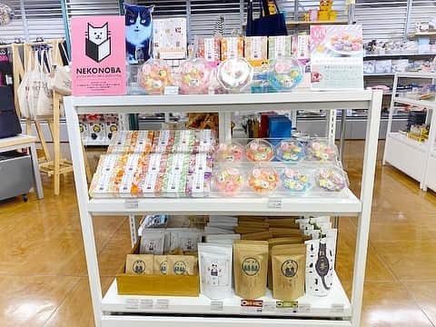 ねこのインスタグラム