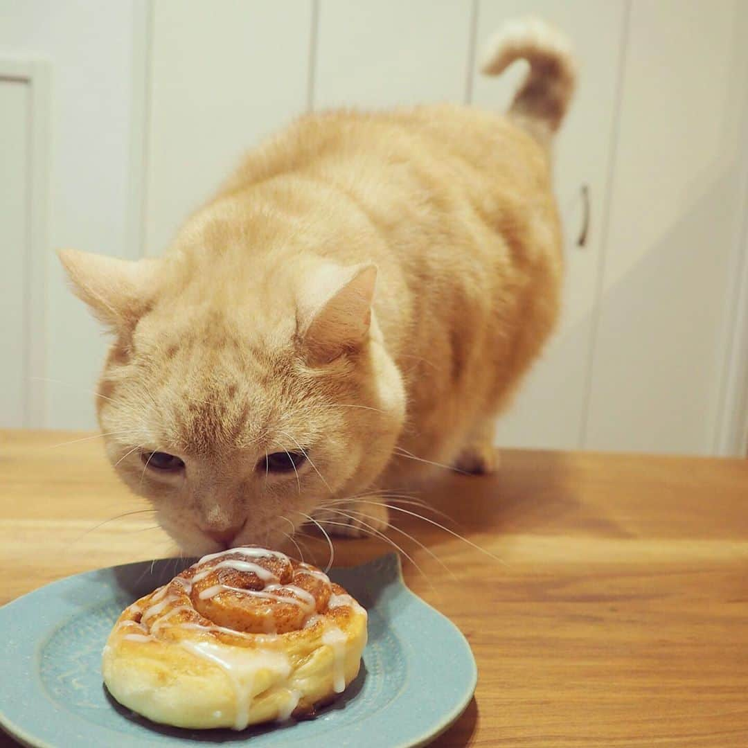 ぷーさんのインスタグラム写真 - (ぷーInstagram)「ぷーちゃんの念入りチェック…🐈🍞 . #前のめりすぎ #シナモンロール #猫とパン #手作りパン .」10月9日 13時49分 - pooh0403