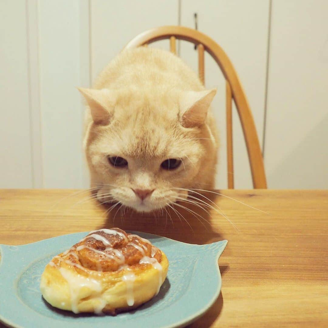 ぷーのインスタグラム：「ぷーちゃんの念入りチェック…🐈🍞 . #前のめりすぎ #シナモンロール #猫とパン #手作りパン .」