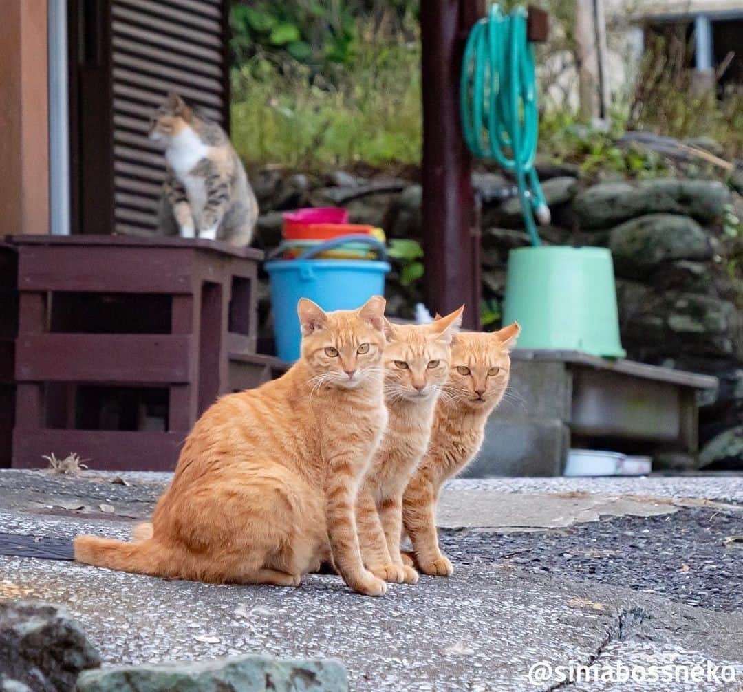 Aww Clubさんのインスタグラム写真 - (Aww ClubInstagram)「Crtl C Ctrl V Ctrl V Ctrl V ⠀ ⠀ 📷@simabossneko⠀ ⠀ #meowed #simabossneko #copyandpaste #gingercat #tabby #tabbycat」10月9日 14時00分 - meowed