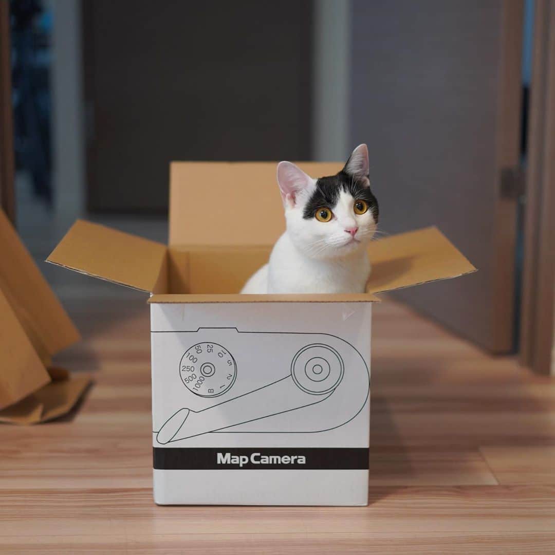 KAZUYAのインスタグラム：「今日のにゃんこ41。 僕は新しいカメラを手に入れ、ポコちゃんは新しい箱を手に入れました。 #猫 #猫のいる暮らし #cat」
