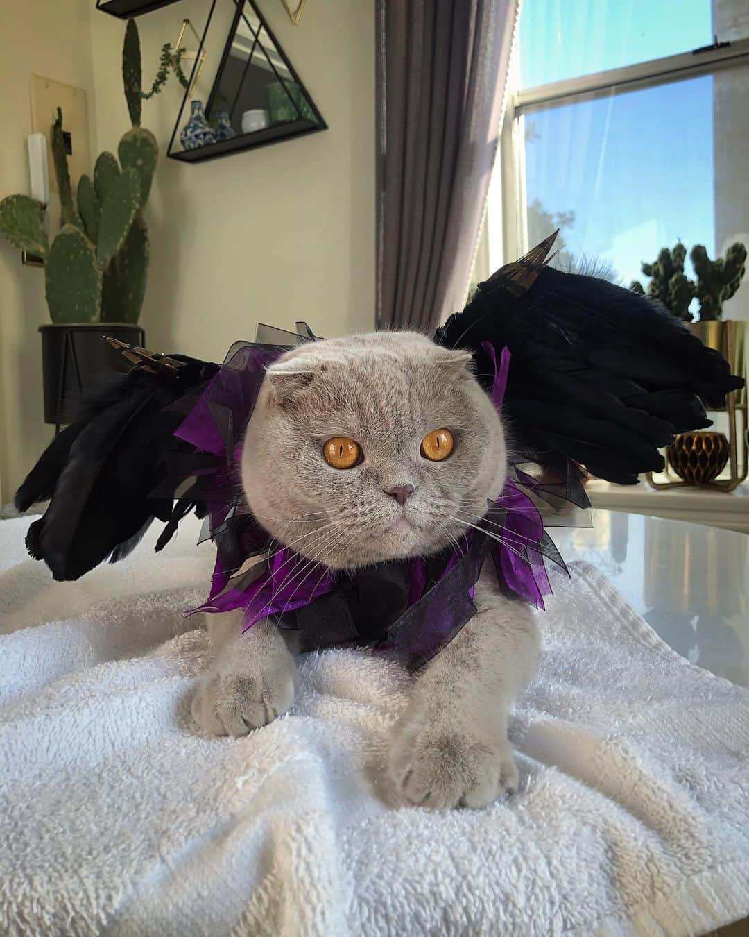 Millaさんのインスタグラム写真 - (MillaInstagram)「It’s October ... time for a  Halloween TBT 🎃 BTS of last years “Millaficent” #millathecat #maleficent #tbt」10月9日 14時42分 - millathecat