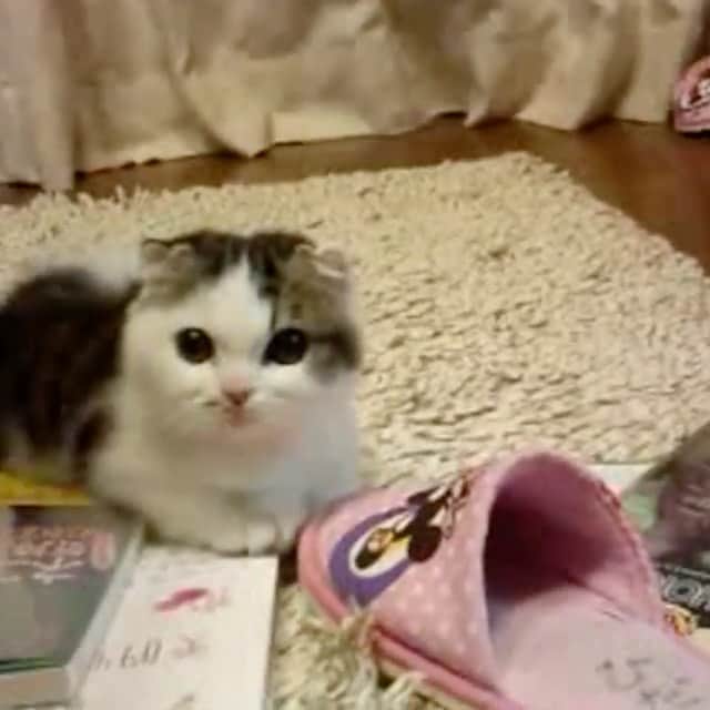 8n21のインスタグラム：「ネタがないのでちっちゃい頃のこたろうをどうじょ #定期ちびこっちゃん #cats #ねこ部」