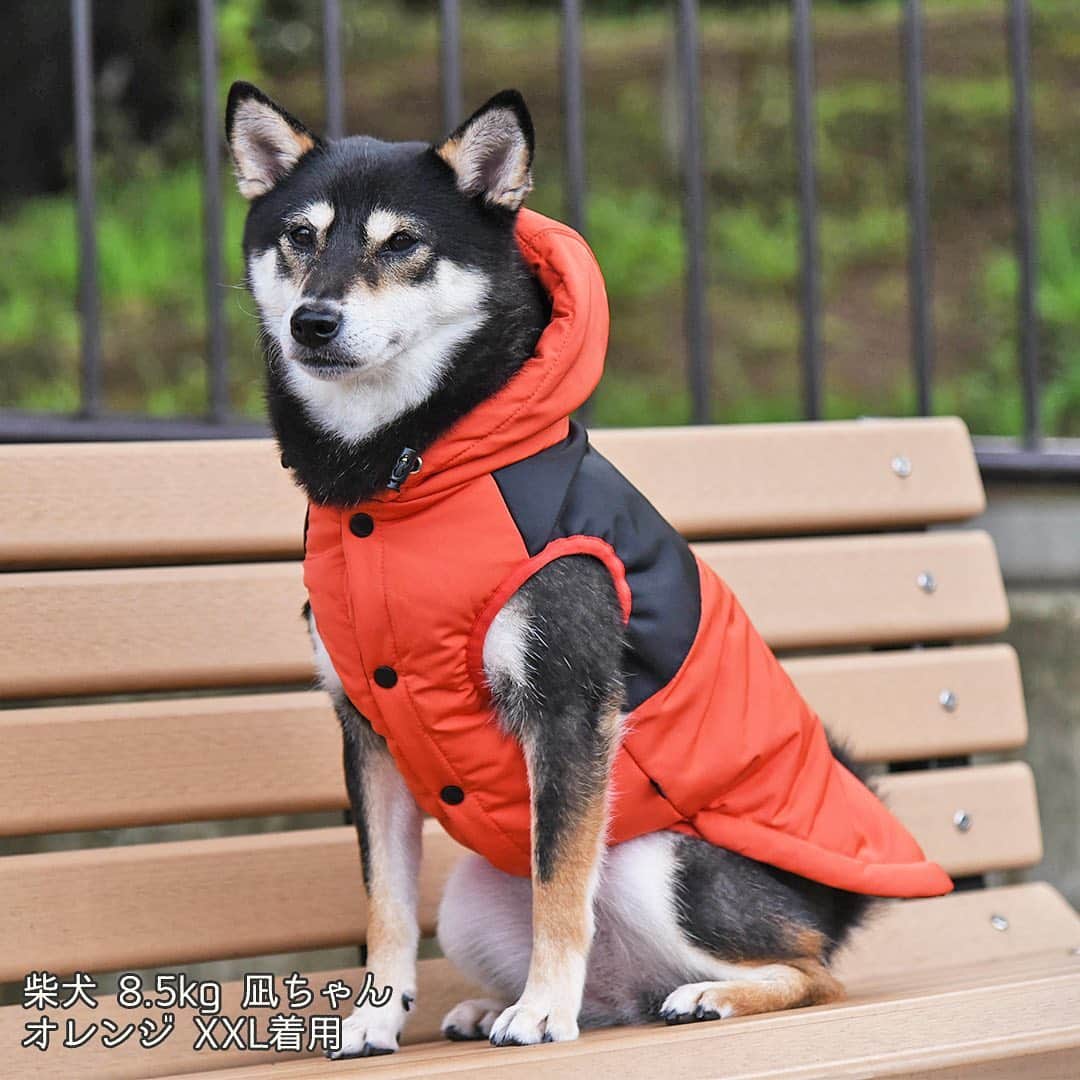 iDog&iCatさんのインスタグラム写真 - (iDog&iCatInstagram)「本日は新作の中から 「iDog マウンテンジャケット IDOG THERMO SURE」をご紹介★  秋冬のおしゃれが楽しくなりそうな軽くて暖かい中綿入りのダウン風ジャケットです。  ナイロン素材に中綿を入れ、愛犬の動きを妨げないように柔らかく仕上げました。  厚手のナイロン生地の肩ヨークがオシャレなデザインです。 「IDOG THERMO SURE」の刺繍が入っています。  首元にはリードを通せるよう穴が開いています。  フード周りにはゴムが通してあり、ストッパーでピッタリサイズに調整ができます。  前は全てプランサーボタンで開く形になっているので、簡単に着せかえが可能です。  軽くて防寒性も抜群、寒い日のお出かけも快適です。  商品番号/13683- 商品名/iDog  マウンテンジャケット IDOG THERMO SURE 2,550円+税 オレンジ/ベージュ/カーキ/ブラック/カモフラ  #iDog #iDogiCat #iCat #ペット服 #ドッグウェア #新作 #犬服 #犬の服 #犬の服iDog #犬 #超小型犬 #小型犬 #中型犬 #うちの子優勝 #キャットウェア #猫服 #猫の服 #猫の服iCat #猫 #わんすたぐらむ #dog #にゃんすたぐらむ #cat #チワワ #トイプードル #ダックス #フォックステリア #MIX猫」10月9日 15時38分 - idogicat