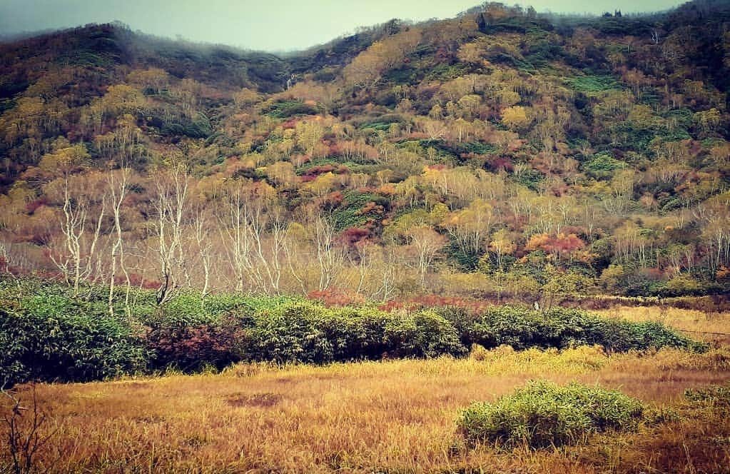 栂池高原スキー場さんのインスタグラム写真 - (栂池高原スキー場Instagram)「10月9日、本日の栂池自然園です。ロープウェイ線下も見頃ですので、乗車時お楽しみください🍁🍂😌  #栂池自然園 #栂池高原 #栂池高原スキー場 #自然 #紅葉　#紅葉狩り #autumn🍁 #🍁 #長野旅行 #長野県 #ハイキング #gotoトラベル #現実逃避 #秋の風景 #秋 #ダケカンバ #紅葉を見に行こうよう」10月9日 15時45分 - tsugaike_kogen