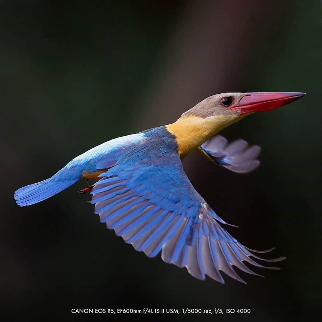 Canon Asiaさんのインスタグラム写真 - (Canon AsiaInstagram)「It's rare to watch birds up close with them being a very cautious animal species 🐦 🐧  . Check out intimate moments of the Stork-Billed Kingfisher and Little Terns in action through the lenses of nature photographer William Tan, taken with the Canon EOS R5's powerful 20 fps high-speed continuous shooting and Animal Detection AF that tracks the eye, face and body of the birds! 🥰 . #canonasia #photography #explore #birds #colours #canon #nature #lens #inspiration #subject #wildlife #wildlifephotography #birdwatching #colours #wild #R5」10月9日 15時48分 - canonasia