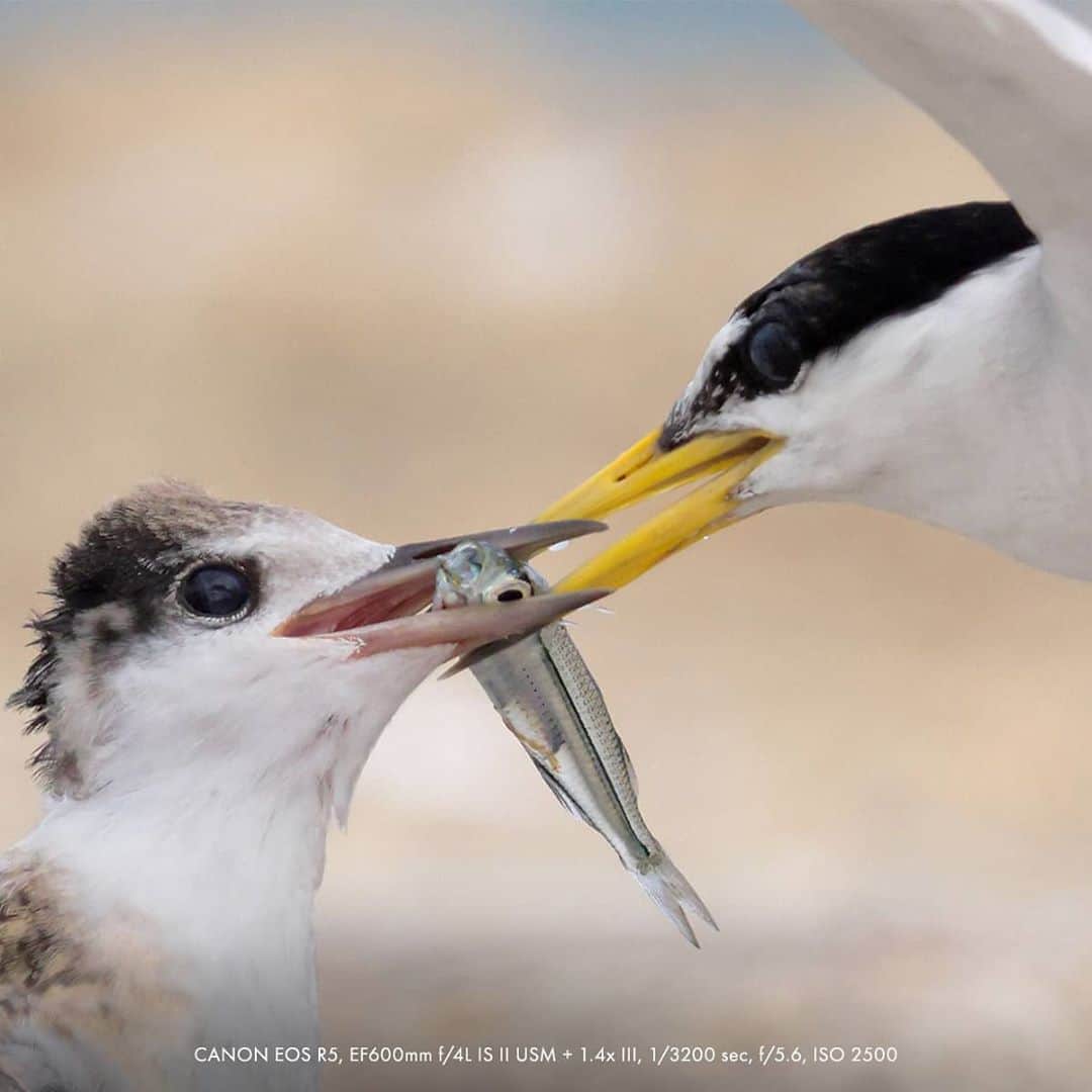 Canon Asiaさんのインスタグラム写真 - (Canon AsiaInstagram)「It's rare to watch birds up close with them being a very cautious animal species 🐦 🐧  . Check out intimate moments of the Stork-Billed Kingfisher and Little Terns in action through the lenses of nature photographer William Tan, taken with the Canon EOS R5's powerful 20 fps high-speed continuous shooting and Animal Detection AF that tracks the eye, face and body of the birds! 🥰 . #canonasia #photography #explore #birds #colours #canon #nature #lens #inspiration #subject #wildlife #wildlifephotography #birdwatching #colours #wild #R5」10月9日 15時48分 - canonasia