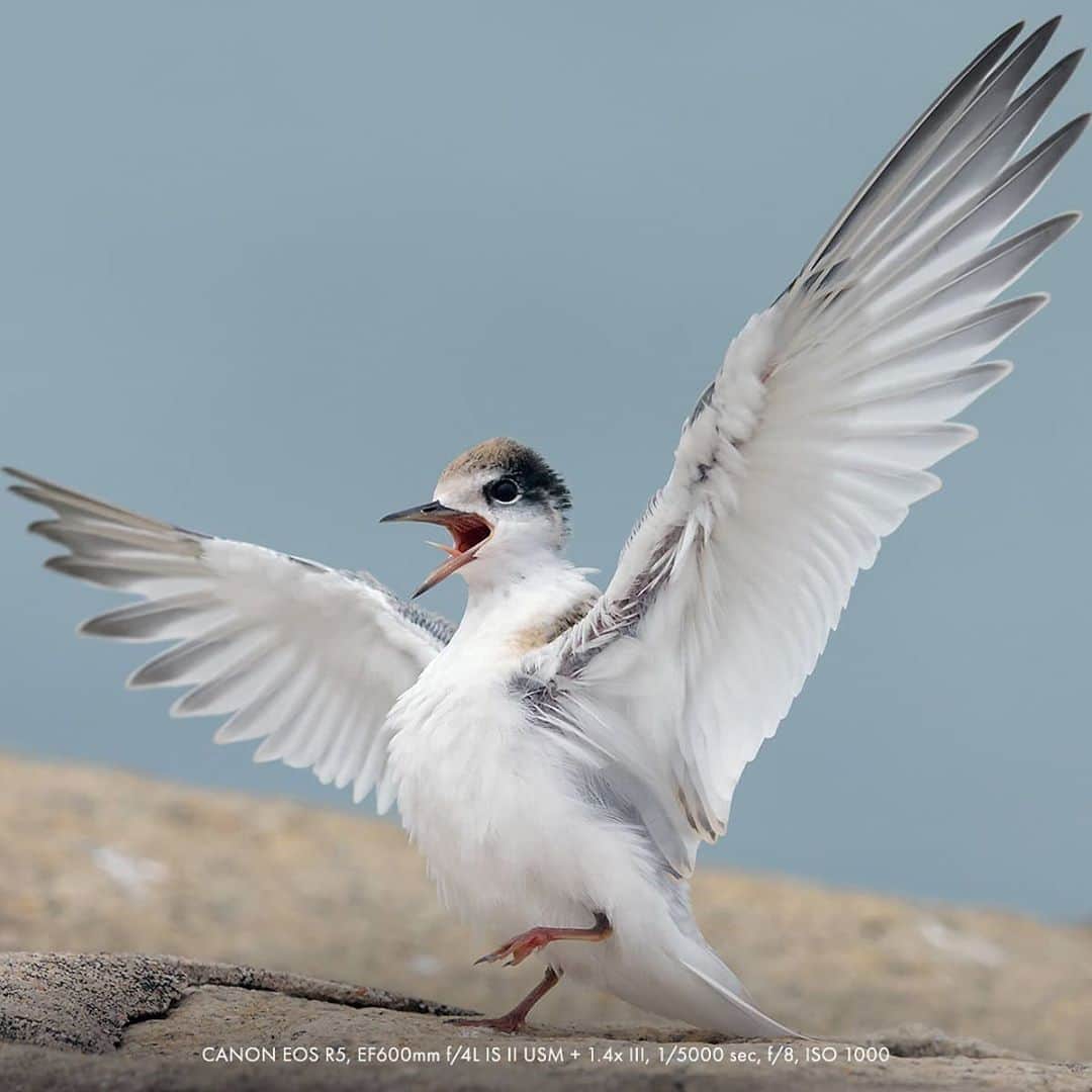 Canon Asiaのインスタグラム：「It's rare to watch birds up close with them being a very cautious animal species 🐦 🐧  . Check out intimate moments of the Stork-Billed Kingfisher and Little Terns in action through the lenses of nature photographer William Tan, taken with the Canon EOS R5's powerful 20 fps high-speed continuous shooting and Animal Detection AF that tracks the eye, face and body of the birds! 🥰 . #canonasia #photography #explore #birds #colours #canon #nature #lens #inspiration #subject #wildlife #wildlifephotography #birdwatching #colours #wild #R5」