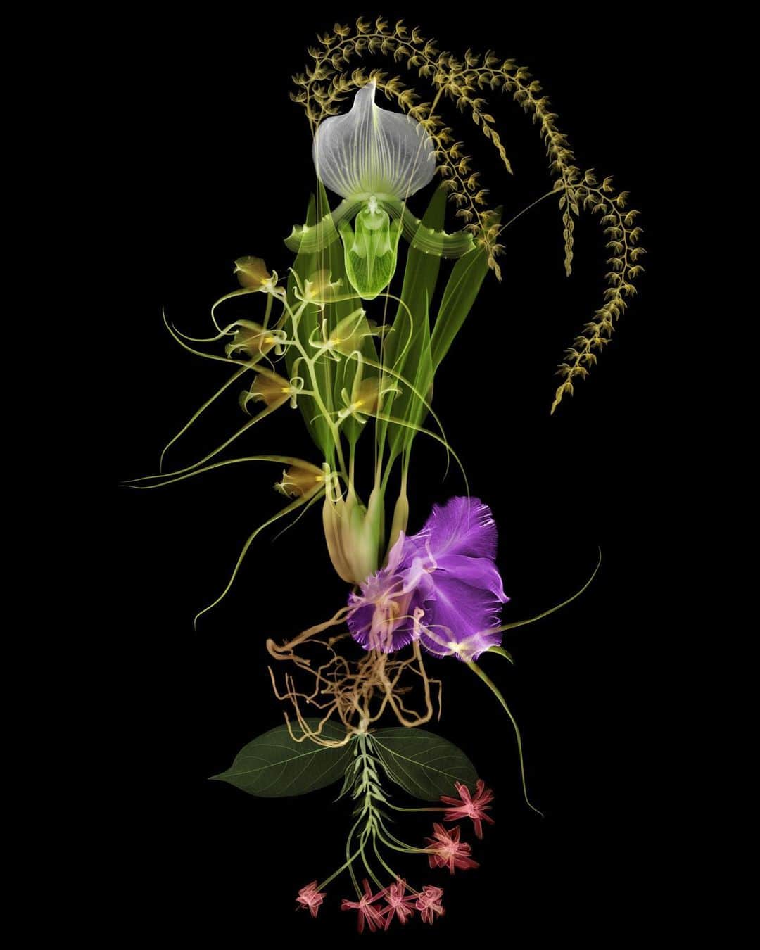 椎木俊介のインスタグラム：「X-ray Flowers #amkk #amkkproject #makotoazuma #azumamakoto #東信花樹研究所 #東信 #jardinsdesfleurs #shiinokishunsuke #flowerart #flower #flowers」