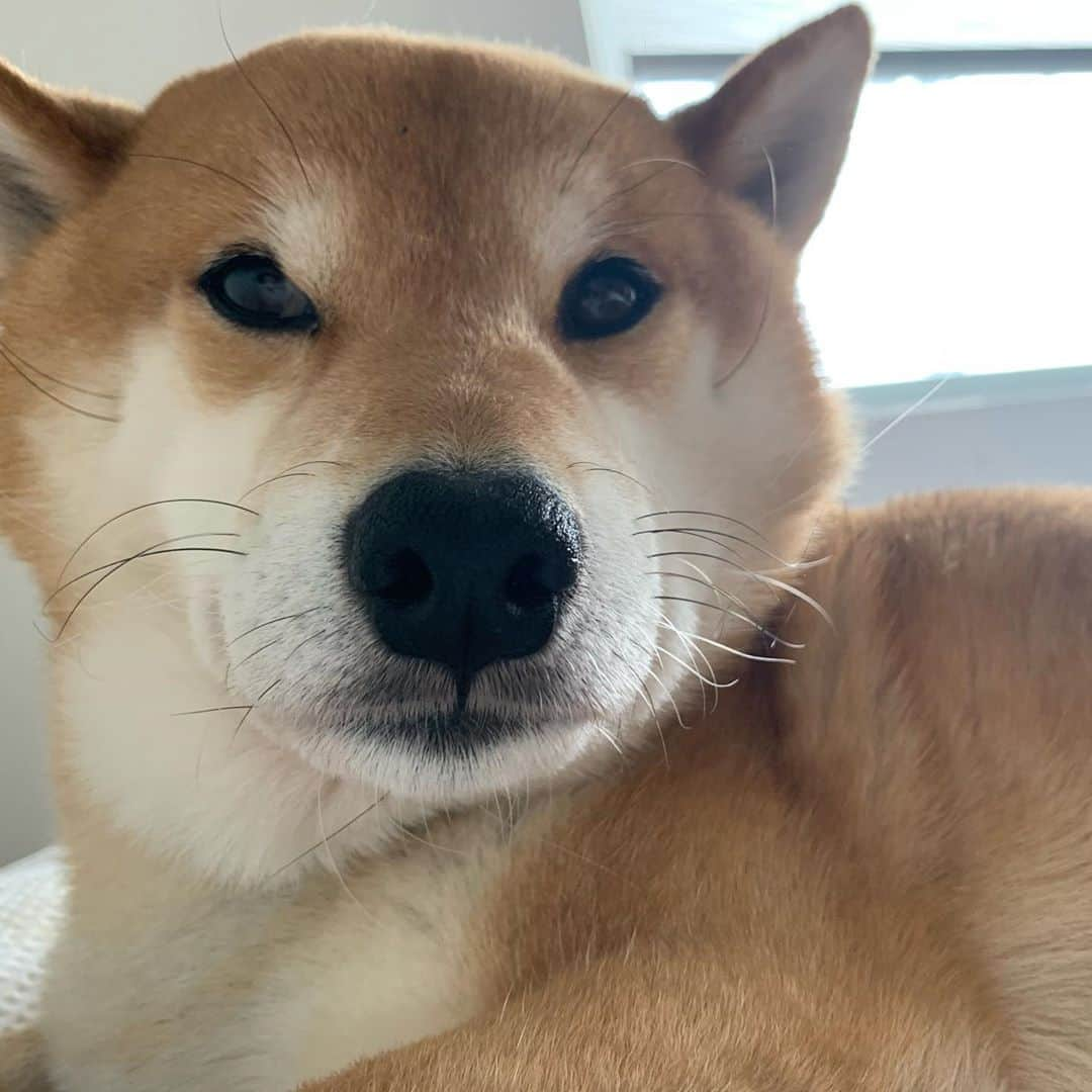 Shibainu Pontaさんのインスタグラム写真 - (Shibainu PontaInstagram)「Hi ☀️  #shibainu #shiba #melbourne #柴犬　#メルボルン　#ぽんしゃん　#めるぼるんらいふ」10月9日 16時16分 - pontasyk