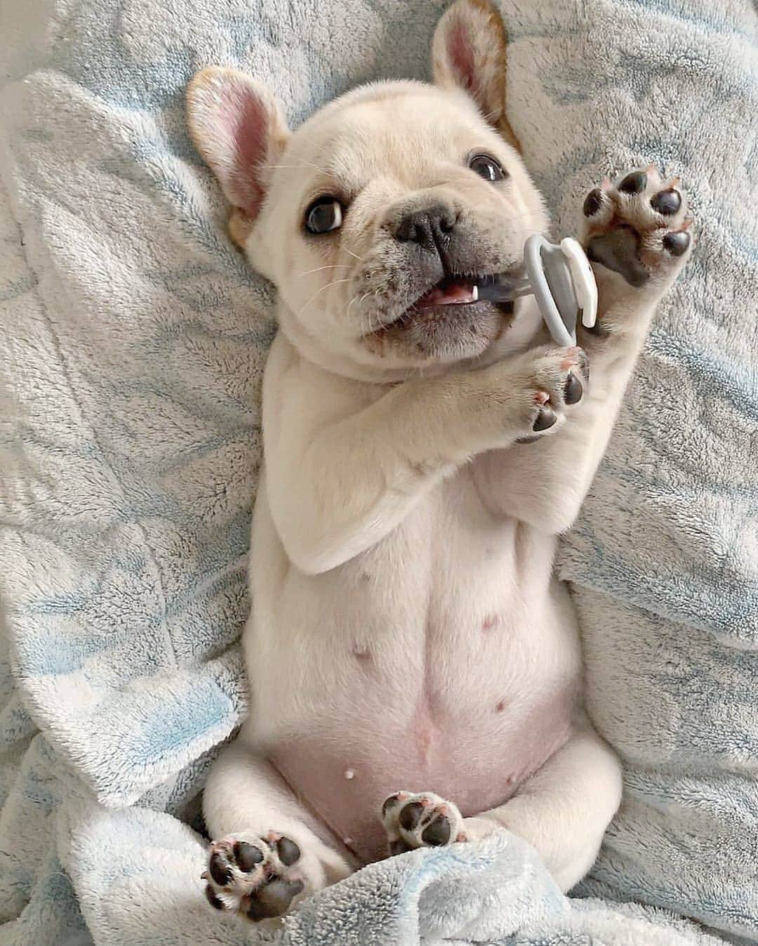 French Bulldogさんのインスタグラム写真 - (French BulldogInstagram)「🍼 @pepsi_the_frenchbulldog . . . . . #frenchie #frenchies #frenchieworld #frenchiepuppy #frenchiesofinstagram #frenchbulldog #frenchbulldogs #frenchbulldogpuppy #frenchbulldogsofinstagram #fralla #fransebulldog #franskbulldog #französischebulldogge #flatnosedogsociety #bulldogfrances #bouledogue #bouledoguefrancais #batpig #buhi #frogdog #squishyface #squishyfacecrew #redfawn #フレンチブルドッグ #フレンチブルドッグ #フレブル #ワンコ」10月9日 16時36分 - frenchie.world