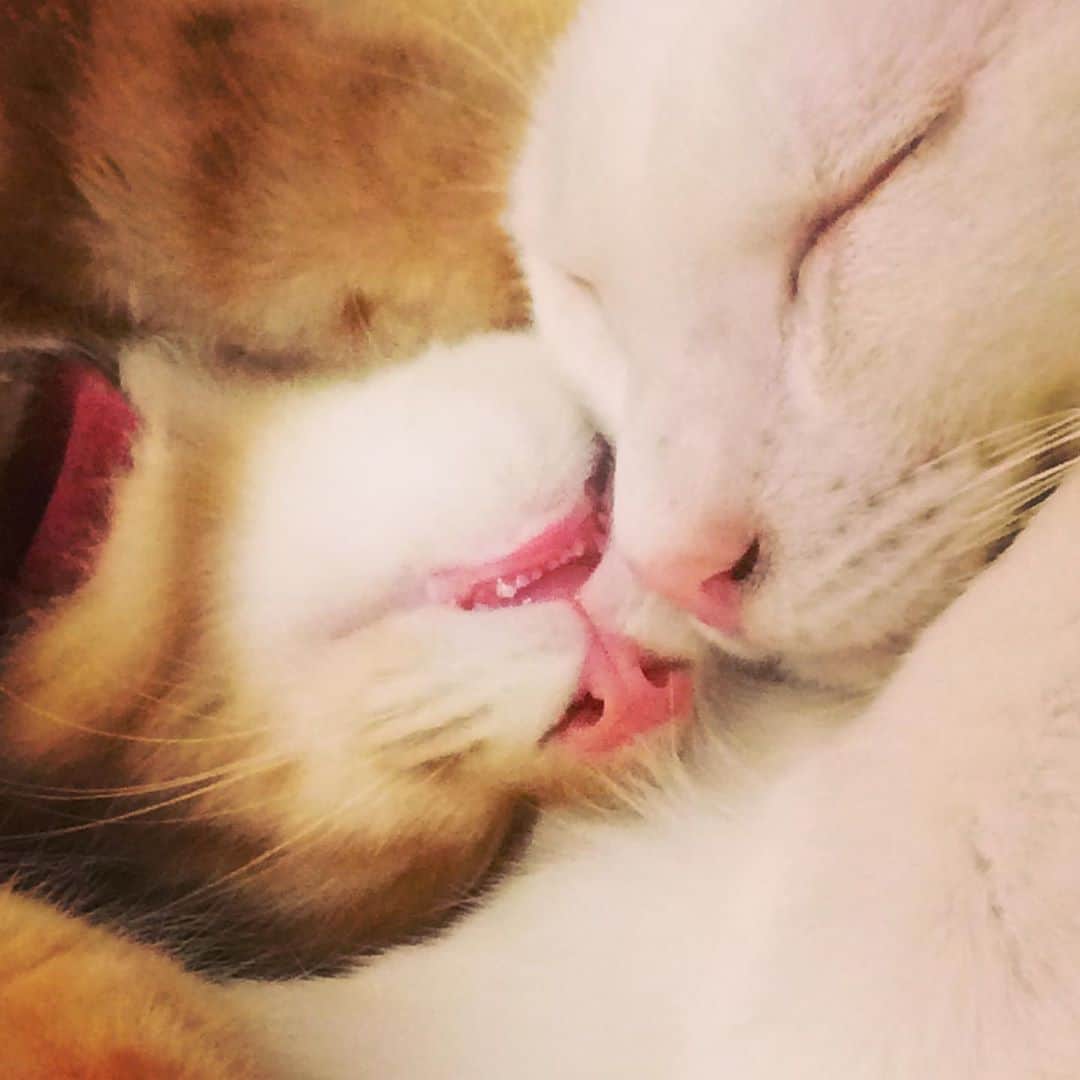 岡田屋鉄蔵のインスタグラム：「歯と肉球！ 猫さんの、このちっこい前歯がたまらなく好きです。ハムさんは綺麗に揃った前歯。ナブさんは八重歯みたく不揃いだから大人になったら抜けちゃうかな〜」
