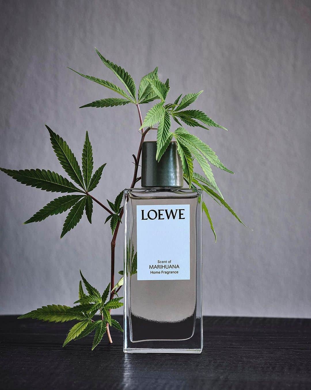 Loeweさんのインスタグラム写真 - (LoeweInstagram)「Scent of Marihuana (Cannabis sativa) room spray   Now available on loewe.com   #LOEWE #LOEWEperfumes」10月9日 22時46分 - loewe