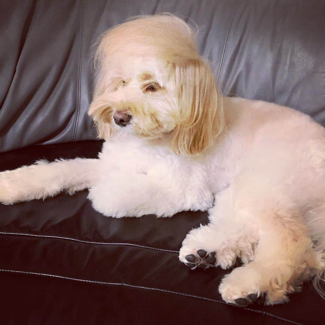 北山陽一のインスタグラム：「ふわふわ。#きたやまおもち #もちンプ」
