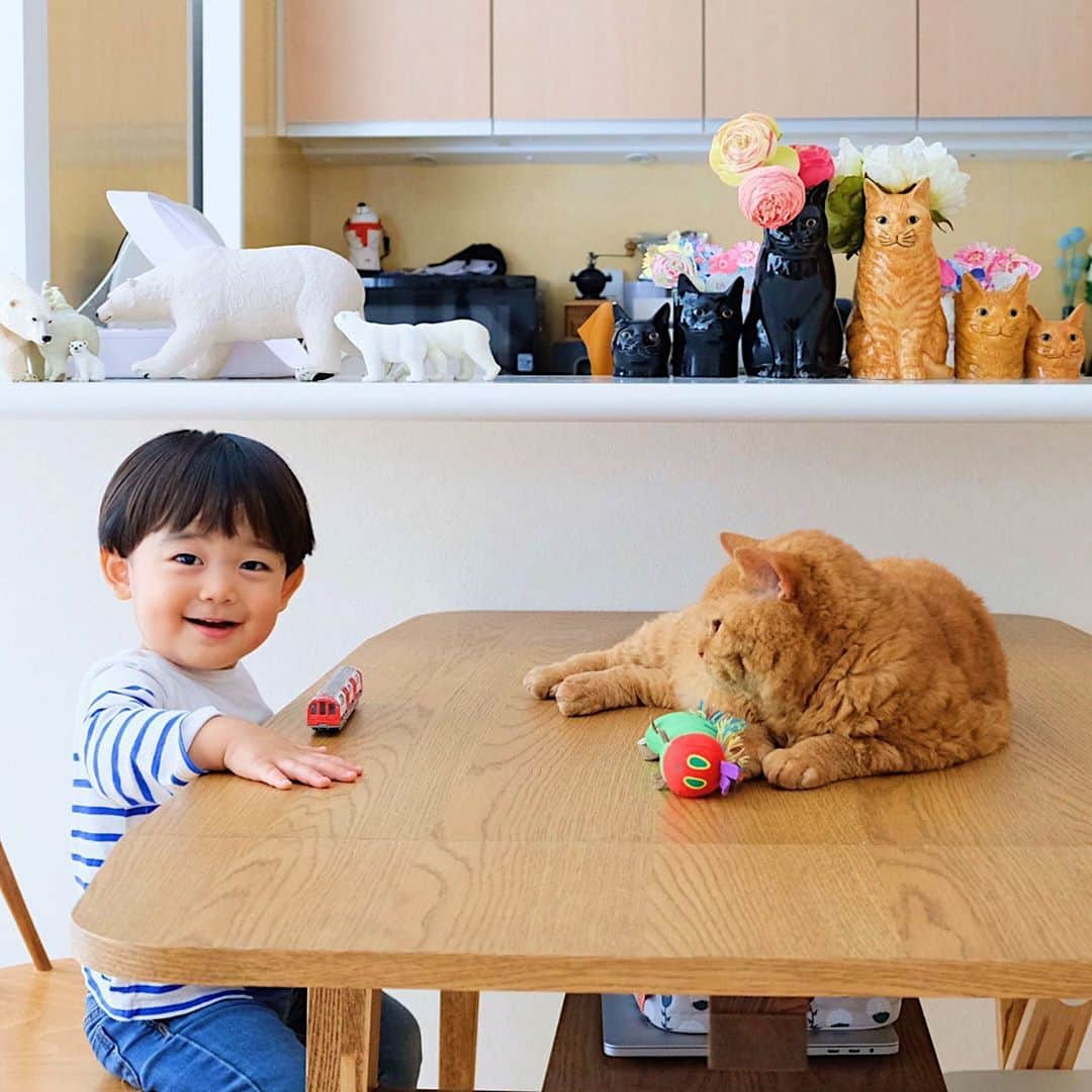 ギネス & ピムスさんのインスタグラム写真 - (ギネス & ピムスInstagram)「09/10/2020 Happy Friday! ・ Pimms and Nagi, with a new haircut. As always, together forever.  Have a nice weekend everyone! ・ ・ 先日haircutをしたばかりの凪ねこと 仲良しピム丸兄さん。 けっこう短くなりました✂︎ はらぺこあおむしのあおむしは 凪ねこから貰ったらしく 最近、蹴り蹴りもしくは 噛み噛みにして かなり気に入っている様子。笑 電車を近くでガーガーされても もう慣れっ子😂 雨降りでひんやりな日々が続きますが 皆さま体調に気をつけて 素敵な週末をお過ごし下さい♬ ・ ・ #ギネピムと凪くん  #1yearold #1歳 #1歳10ヶ月  #babyboy #男の子ベビー #赤ちゃんのいる生活 #赤ちゃんのいる暮らし #赤ちゃんと猫 #猫と赤ちゃん」10月9日 22時43分 - rina_takei