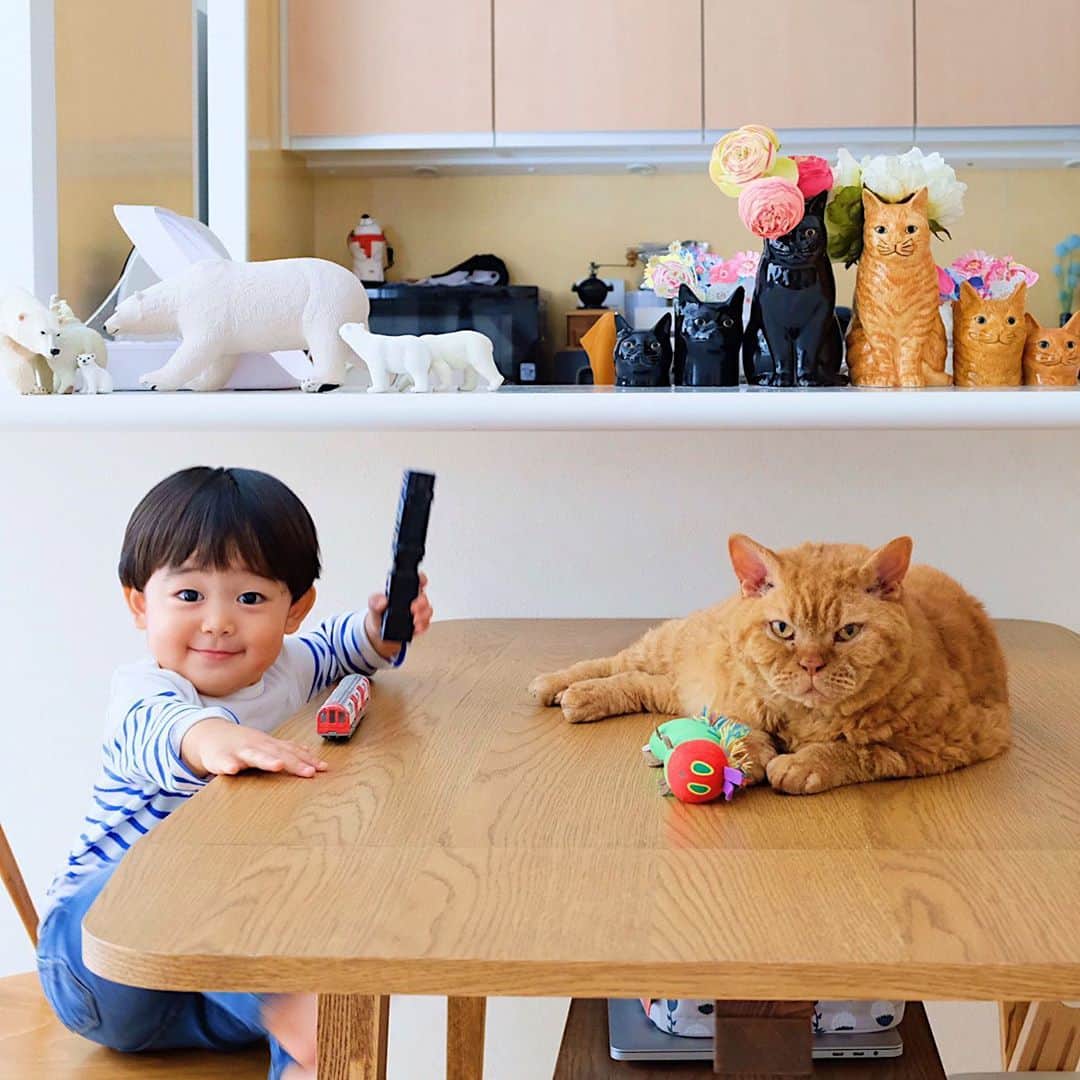 のインスタグラム：「09/10/2020 Happy Friday! ・ Pimms and Nagi, with a new haircut. As always, together forever.  Have a nice weekend everyone! ・ ・ 先日haircutをしたばかりの凪ねこと 仲良しピム丸兄さん。 けっこう短くなりました✂︎ はらぺこあおむしのあおむしは 凪ねこから貰ったらしく 最近、蹴り蹴りもしくは 噛み噛みにして かなり気に入っている様子。笑 電車を近くでガーガーされても もう慣れっ子😂 雨降りでひんやりな日々が続きますが 皆さま体調に気をつけて 素敵な週末をお過ごし下さい♬ ・ ・ #ギネピムと凪くん  #1yearold #1歳 #1歳10ヶ月  #babyboy #男の子ベビー #赤ちゃんのいる生活 #赤ちゃんのいる暮らし #赤ちゃんと猫 #猫と赤ちゃん」