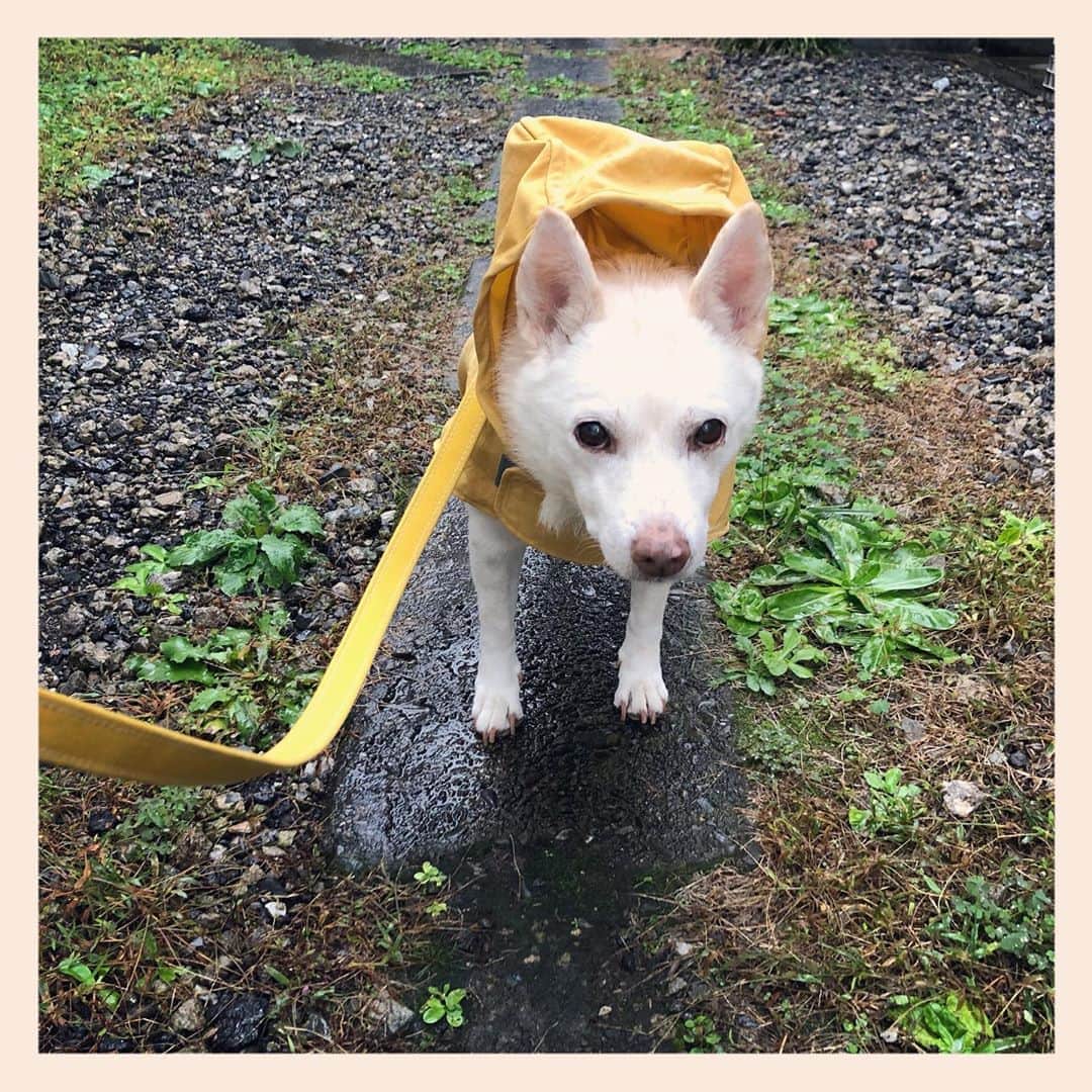 パンといっぴきのインスタグラム：「雨は苦手…☔️ 　  #元保護犬 #雑種犬 #crossbreed #mixdog #キップル14歳」