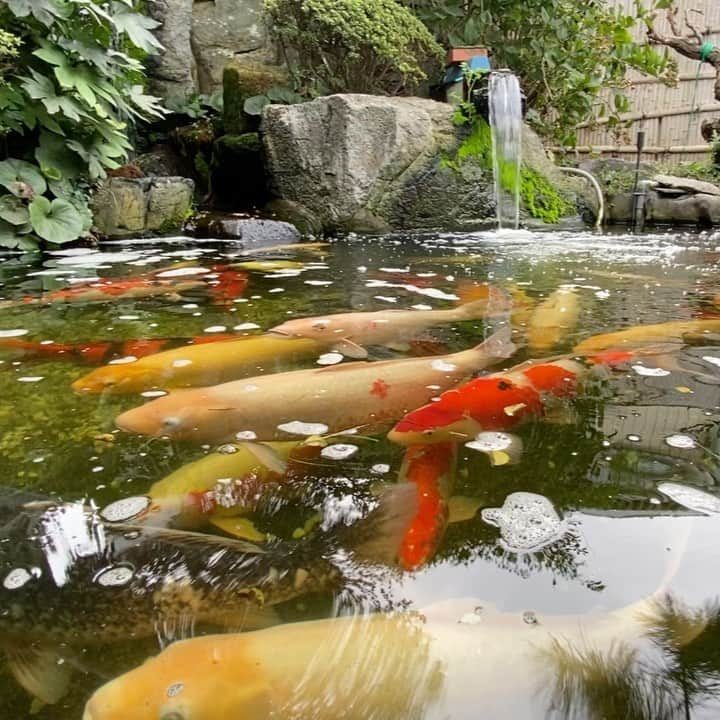 高嶋りえ子のインスタグラム：「銀座ママパワースポット巡り島根編 #島根県 #八重垣神社  #出雲大社 #足立美術館 詳しくはブログで✨✨ 　#港区　#お一人様#bestoftheday #beauty  #高嶋美白青汁　#ネイル  #smile  📝詳しくはアメブロhttps://ameblo.jp/ginzatakashima1/ 📩会員様限定問い合わせcosme@ginzatakashima.co.jp 👩‍💻詳しくは高嶋化粧品ショップにてhttps://ginzamama.shop-pro.jp/  🐥銀座ママの全国パワースポット巡り🐥 👩‍🏫 詳しくはブログでGoogleから「銀座ママ」で検索 アメブロをご覧下さい。  会員様以外のご質問には何一つお答えする気がございません 悪質な名誉毀損・営業妨害・肖像権侵害は全て弁護士にお任せしています。 ✨✨✨✨✨✨ ✨✨✨✨✨ 商標侵害を発見された方は、下記のメールにてご連絡下さい👩‍🏫 ・ ⚠️DM・コメント・勧誘・営業電話お断り ⚠️電話はお断りします。会話内容は全て自動録音 ⚠️現在、ホステスの募集はしておりません ⚠️銀座高嶋は同業者ご来店お断り ✨高嶋化粧品は私が開発した銀座りえ子ママEXホワイトモイスチュアー成分入り  #美肌　#縁結び　#良縁祈願　詳しくはブロ🐶❤️👩‍🏫 #パワースポット巡り　#グルメ ✨👩‍🏫 銀座りえ子ママの美肌の秘密は高嶋化粧品✨ 例えばこの肌のツヤ感は思いのままにキラキラ&ツヤツヤ🤩 美肌になるだけで映える写真の出来上がり🤳 ・ ワードプレスブログ https://ginzatakashima.net/ ・ ・ Management of cosmetics company and hostess bar 元失恋OLが3年で銀座のオーナーママ ✨Bar&Club高嶋🥂銀座4店都内10店舗経営 ✨詳しくはブログ『銀座ママ』でgoogle検索 📝アメブロhttps://ameblo.jp/ginzatakashima1 ・ ・ ✨銀座りえ子ママの美肌&ダイエットの秘密詳しくは ✨銀座のママが作った高嶋化粧品 🎀https://ginzamama.shop-pro.jp/ ・ ・ ⭐️取材・講演会・高嶋化粧品購入者はご入金後⭐️ 🎀cosme@ginzatakashima.co.jp ・ ・ 👩‍🏫都内10店舗経営中 ⭐️銀座高嶋4店舗目オープン⭐️ 🎁銀座クラブ高嶋 🎁銀座バー高嶋 🎁銀座和風バー高嶋 🎁銀座高嶋化粧品 クラブ高嶋は完全会員制 一見さんお断り ・   ・  #銀座ホステス #tokyo #ginza  #銀座ママ#銀座のママ#銀座クラブ#着物   #skincare#メイク#高嶋化粧品#高嶋りえ子  bellezza/Beauté/Schönheit/belleza/cosmética/cosmétique/cosmetica/kosmetisch　#轟渓谷」