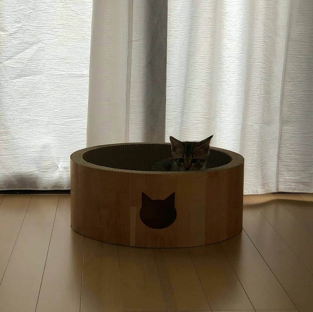 猫壱（ねこいち•ネコイチ）のインスタグラム