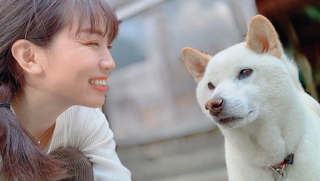 氷浦紫さんのインスタグラム写真 - (氷浦紫Instagram)「@sayuriono0301  に見たいって言われたからあげてみる。 #鹿肉ジャーキー あげた動画。  あたしの喋りがデレデレ。  #実家の犬#しろしば#しばいぬ#柴犬#白柴#日本犬#shibainu #Shiba」10月9日 17時22分 - yukalihiula