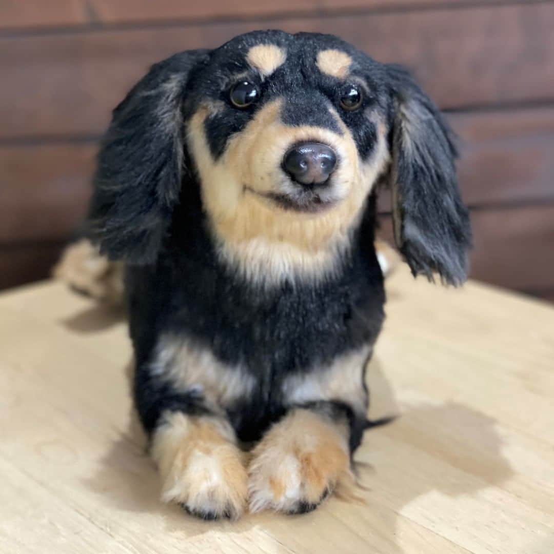 PECO Hugのインスタグラム：「#ミニチュアダックスフンド のこまめくんぬいぐるみをご紹介🐶✨ 伏せ姿を表現しました！ . . 【オーダーメイドぬいぐるみPECO Hug】 @pecohug_official https://www.pecohug.co.jp/  #pecohug #ペコハグ #オーダーメイドぬいぐるみ #犬 #dog #ぬいぐるみ #ぬいどり #愛犬 #ペット」