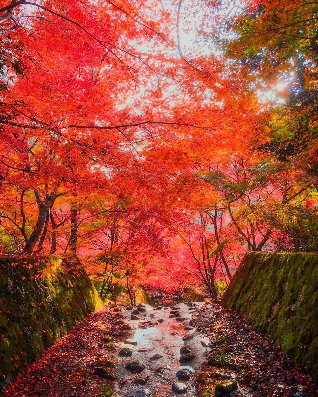 エイチ・アイ・エスのインスタグラム：「風が冷たくなって、秋の気配がしてきました🍂 そこで今回は「秋旅のセカイ」で投稿いただいた素敵なお写真をご紹介します♪ 今年の秋旅の参考にしてくださいね☺️ . . 🚩京都府「神蔵寺」 📸 @macchan358  さん . 京都府亀岡市にある神蔵寺さんのすぐ横を流れる小さな川も、紅葉の季節は一面が真っ赤に染まります。 色取りの紅葉模様は美しいです。 . . 今月の旅の思い出は「#lw10月の旅」を付けて 素敵な旅の思い出をお裾分けしてください😍 . . -------------------------- 10/15までに、HISで旅行を予約すると 次回の旅行に使える✈️ 最大5,000円割引クーポンプレゼント🎁 GoToトラベルキャンペーンと合わせて お得に旅行しませんか？😍  詳しくはTOP画面からHPをチェック👉 -------------------------- . . #京都 #京都旅行 #京都観光 #神蔵寺 #紅葉 #秋旅 #gotoトラベルキャンペーン #写真好きな人と繋がりたい #ファインダー越しの私の世界 #誰かに見せたい風景 #絶景 #死ぬまでに行きたい世界の絶景 #instatravel #instapassport #ptk_japan #igworldclub #japan_of_insta #traveljapan #lovers_nippon #japan #photooftheday #japantrip #japantravel #insta_japan #visitjapan #bestjapanpics #photo_jpn #love_bestjapan #wu_japan」