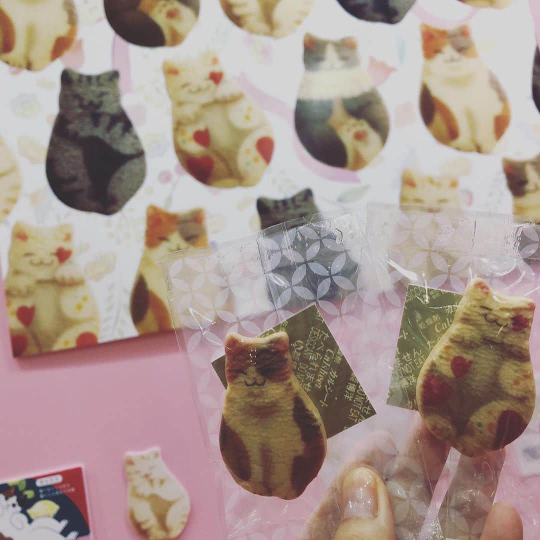 小野さゆりさんのインスタグラム写真 - (小野さゆりInstagram)「ぽちにゃんかわいいなー❤️  #ぽちにゃん　#京都まいこと　#猫　#ねこ　#ネコ　#スィーツ　#猫お菓子」10月9日 18時01分 - sayuriono0301