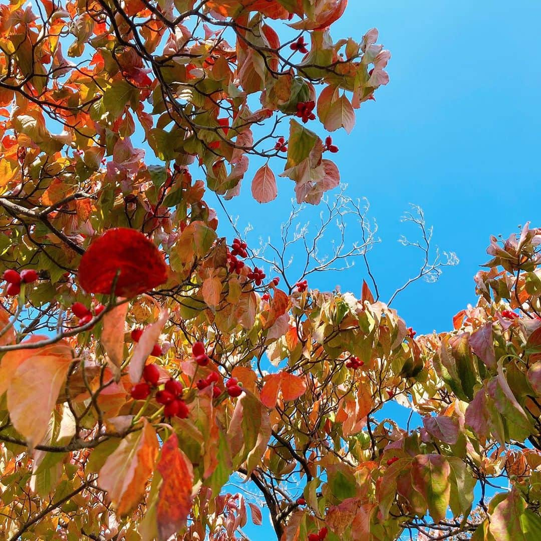 皆本麻帆さんのインスタグラム写真 - (皆本麻帆Instagram)「台風大丈夫ですか？ 晴れが恋しいね。。🧚🏻‍♂️  着々と冬にむかっている気が 今朝なんてヒーター出動しました。ﾊﾔ  最近の私と言えば 蒙古タンメン中本にはまってアプリをダウンロードしました  中本サウナ 浄化コース。♨︎♨︎♨︎  #身体の芯からあったまろ #胃袋からあったまろ #サウナも中本も #汗かかない私 #壊れとる #でも水風呂好きー」10月9日 18時26分 - mmaho0421