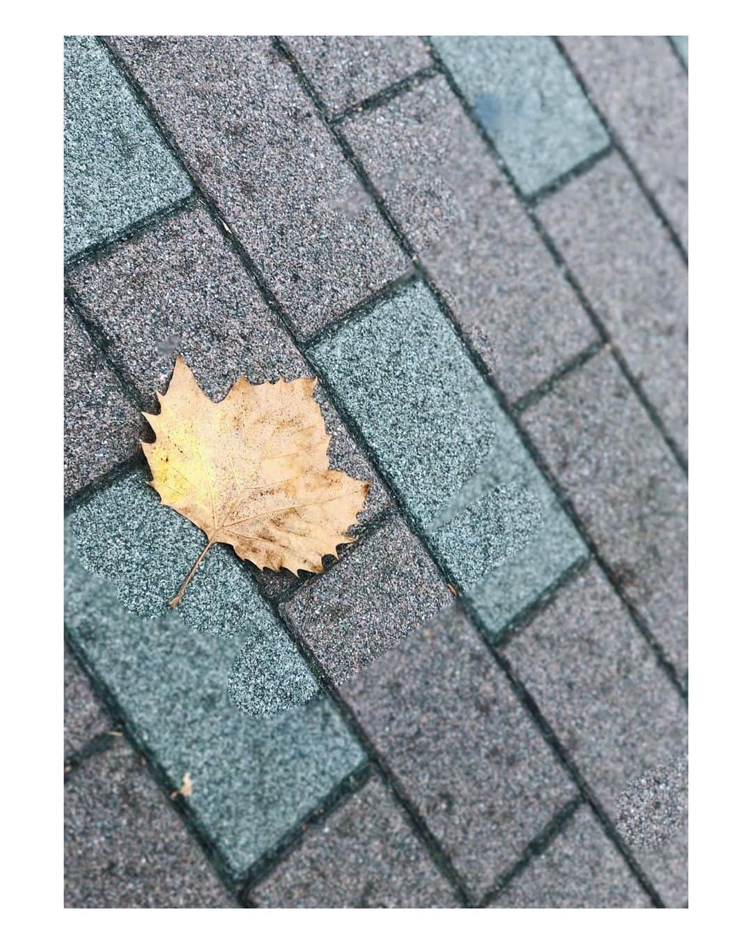 Mayu Ogawaさんのインスタグラム写真 - (Mayu OgawaInstagram)「秋です🍁  2枚目以降ド迫力にビューティフルなローーング自爪ネイル様です♪  ポリッシュのブラック&ゴールドでプチハロウィンぽく🎃🕸  いつも聞かれるのですが、 後からフット施術でハンドはほぼ乾いてから撮影させて頂いてます〜^^  #ハロウィンネイル　#ロングネイル #ポリッシュネイル #秋ネイル #大人ネイル  #銀座ネイルサロン #東京ネイルサロン #mdanail #mdamayu」10月9日 18時30分 - m_d_a