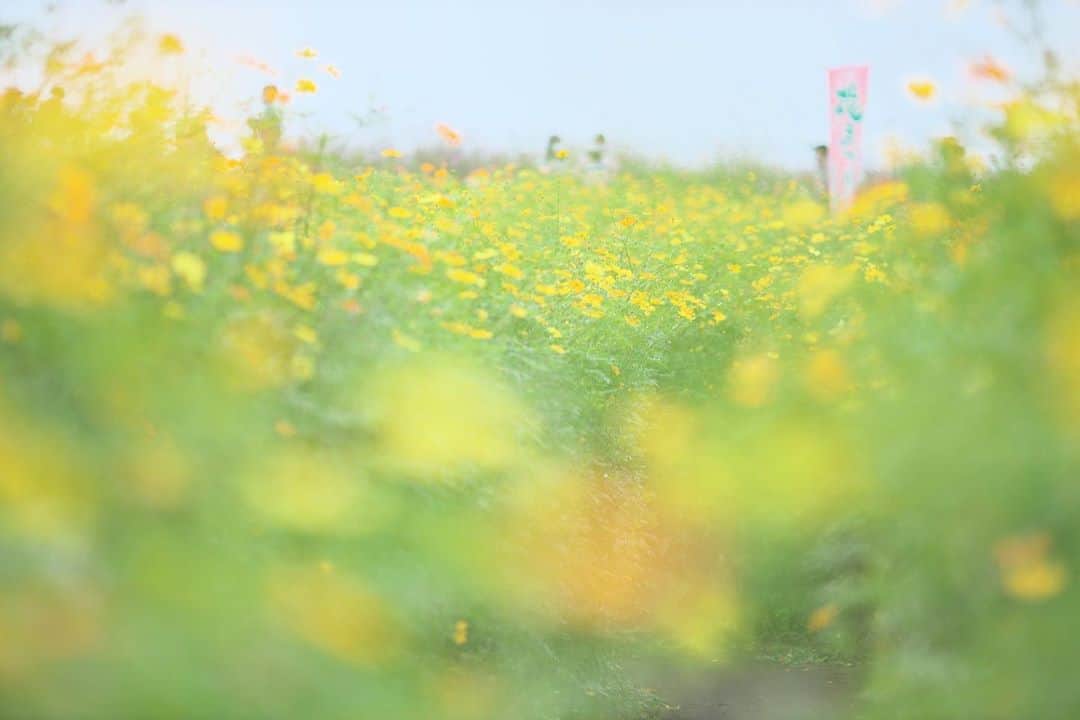 kiccyomuのインスタグラム：「☔️ 2020.10.09 Fri #高鼻展望花の丘 #キバナコスモス 花の迷路もあったよ 出れるか心配で… 入らなかったけどネ😅 #心に花を  台風が心配ですネ 被害、ありませんように🙏 明日も元気に…良い週末を🤗  location #群馬 📷撮影 2020年10月03日」