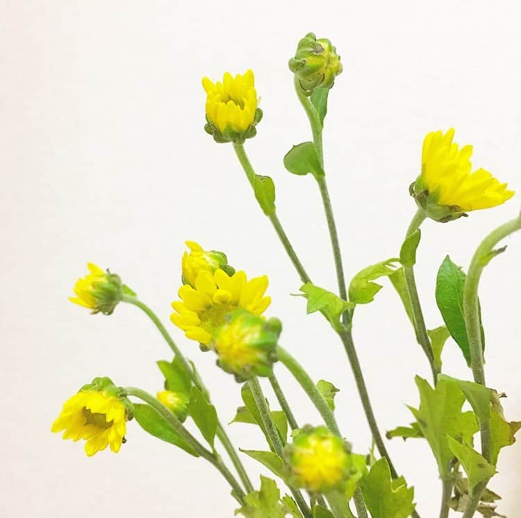 平野由実のインスタグラム：「息子の花💐。 #なんていう花だろう  #黄色い花  #小さな花  #蕾 #つぼみ」