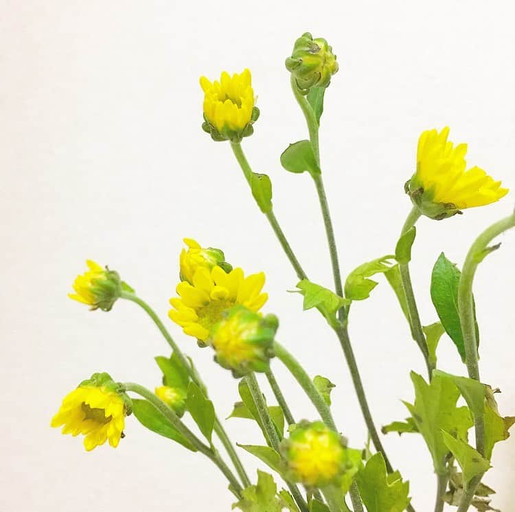 平野由実さんのインスタグラム写真 - (平野由実Instagram)「息子の花💐。 #なんていう花だろう  #黄色い花  #小さな花  #蕾 #つぼみ」10月9日 18時46分 - yumi_hiranoo