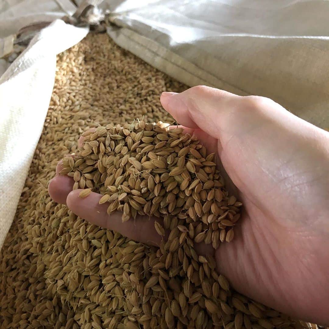 アンジェラ佐藤さんのインスタグラム写真 - (アンジェラ佐藤Instagram)「昨日はお米農家さんに取材に行きましたー！ 残念ながら雨で収穫の様子は見れなかったのだけれど、お米の貯蔵庫や胡瓜の栽培など見学できましたよ(*´艸`)  #中道ファーム #北海道米 #収穫後お米を乾燥させないとダメなので刈った米は乾燥機にかけるんですよ #コンバインでひたすら刈る様子見たかったー #来年の楽しみにとっておこう #お米農家さんから色々為になるお話しを聞けたよ #お米もそうだけど #全ての食材って私達が食べるまでに凄い手間暇がかかってるんだなぁと実感 #ありがたやありがたや #これぞ #ヒンナヒンナ なのです(￣▽￣)ﾆﾔﾘｯ  #ちなみに2枚目の写真はカカシぢゃないよー‪w」10月9日 18時47分 - angela_satou
