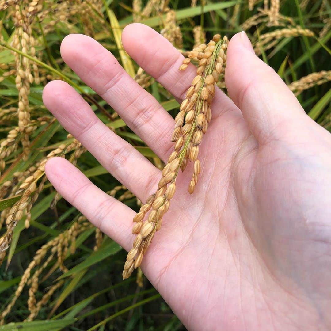 アンジェラ佐藤さんのインスタグラム写真 - (アンジェラ佐藤Instagram)「昨日はお米農家さんに取材に行きましたー！ 残念ながら雨で収穫の様子は見れなかったのだけれど、お米の貯蔵庫や胡瓜の栽培など見学できましたよ(*´艸`)  #中道ファーム #北海道米 #収穫後お米を乾燥させないとダメなので刈った米は乾燥機にかけるんですよ #コンバインでひたすら刈る様子見たかったー #来年の楽しみにとっておこう #お米農家さんから色々為になるお話しを聞けたよ #お米もそうだけど #全ての食材って私達が食べるまでに凄い手間暇がかかってるんだなぁと実感 #ありがたやありがたや #これぞ #ヒンナヒンナ なのです(￣▽￣)ﾆﾔﾘｯ  #ちなみに2枚目の写真はカカシぢゃないよー‪w」10月9日 18時47分 - angela_satou