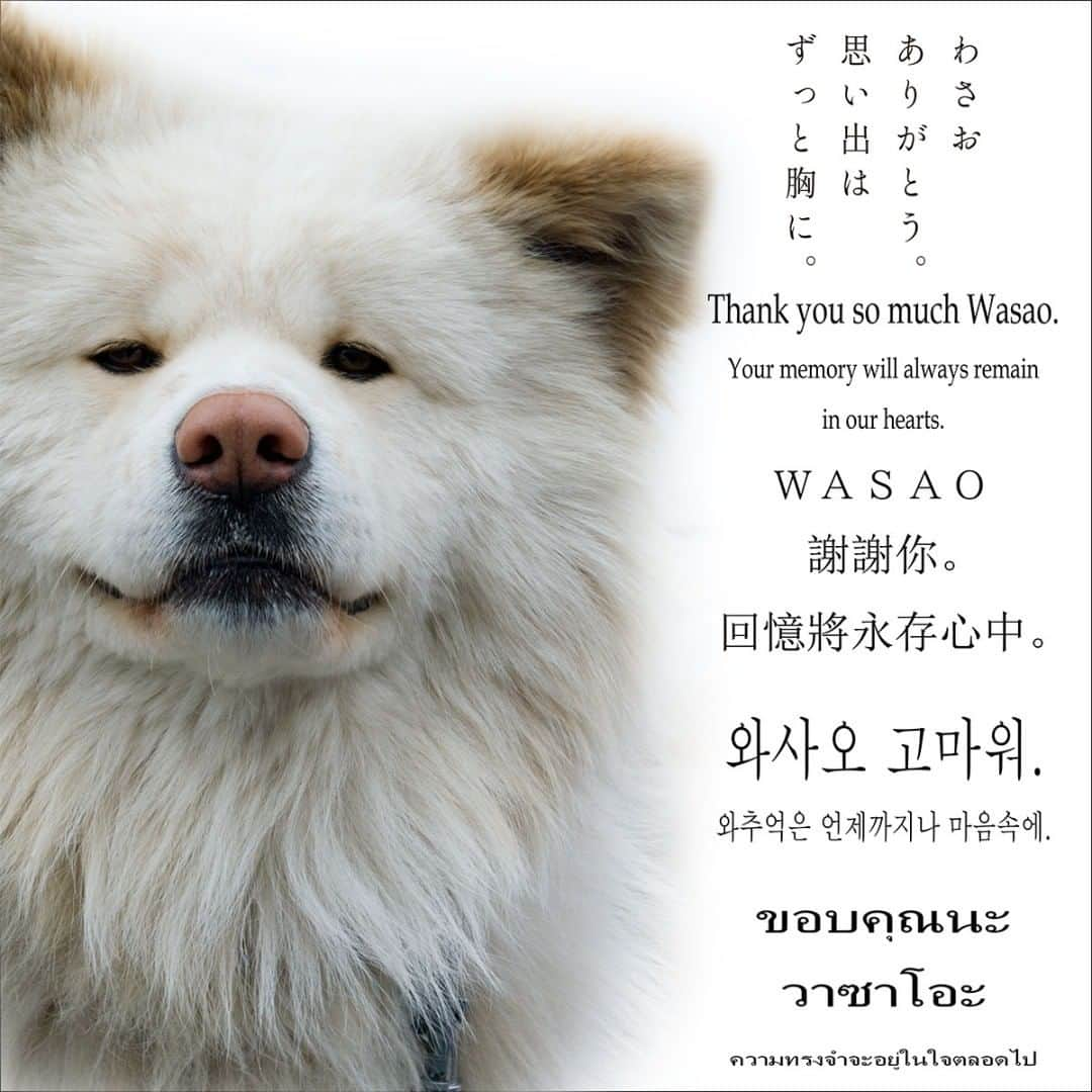 わさおのインスタグラム：「Appeal for Donations Toward the Construction of a Memorial for Wasao  https://thanks.wasao.com/what-we-do/  or click URL in my profile, THX.  #busakawa #longhair #longcoat #akita #akitainu #dog #wasao #wasao_recollection #ぶさかわ #長毛 #秋田犬 #わさお #わさお追憶」