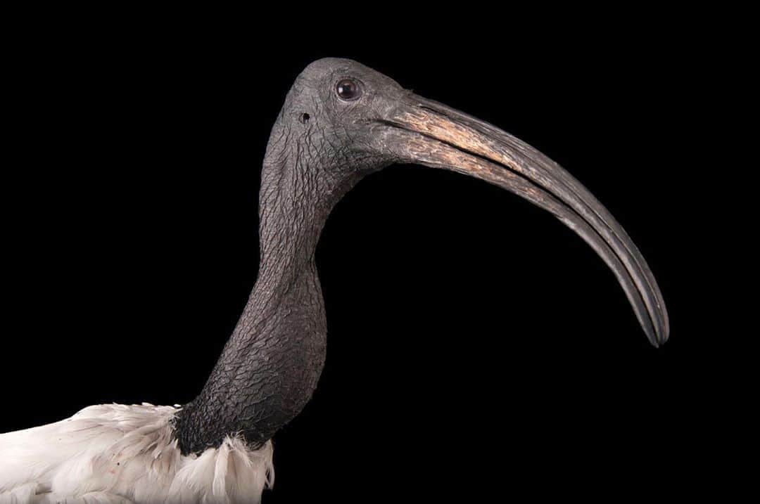 Joel Sartoreさんのインスタグラム写真 - (Joel SartoreInstagram)「You’re looking at a species that was often mummified and buried with the pharaohs of ancient Egypt. But why?Traditionally, in Egyptian society the African sacred ibis was associated with the moon god Thoth. In art, Thoth was usually depicted with the head of an ibis, likely because the Egyptians saw the curve of the ibis’ beak as a symbol of the crescent moon. As a result of this association, this species was held in high regard. Photo taken @columbuszoo. #ibis #sacred #sacredibis #bird #ancient #Thoth #African #PhotoArk #savetogether」10月9日 19時23分 - joelsartore