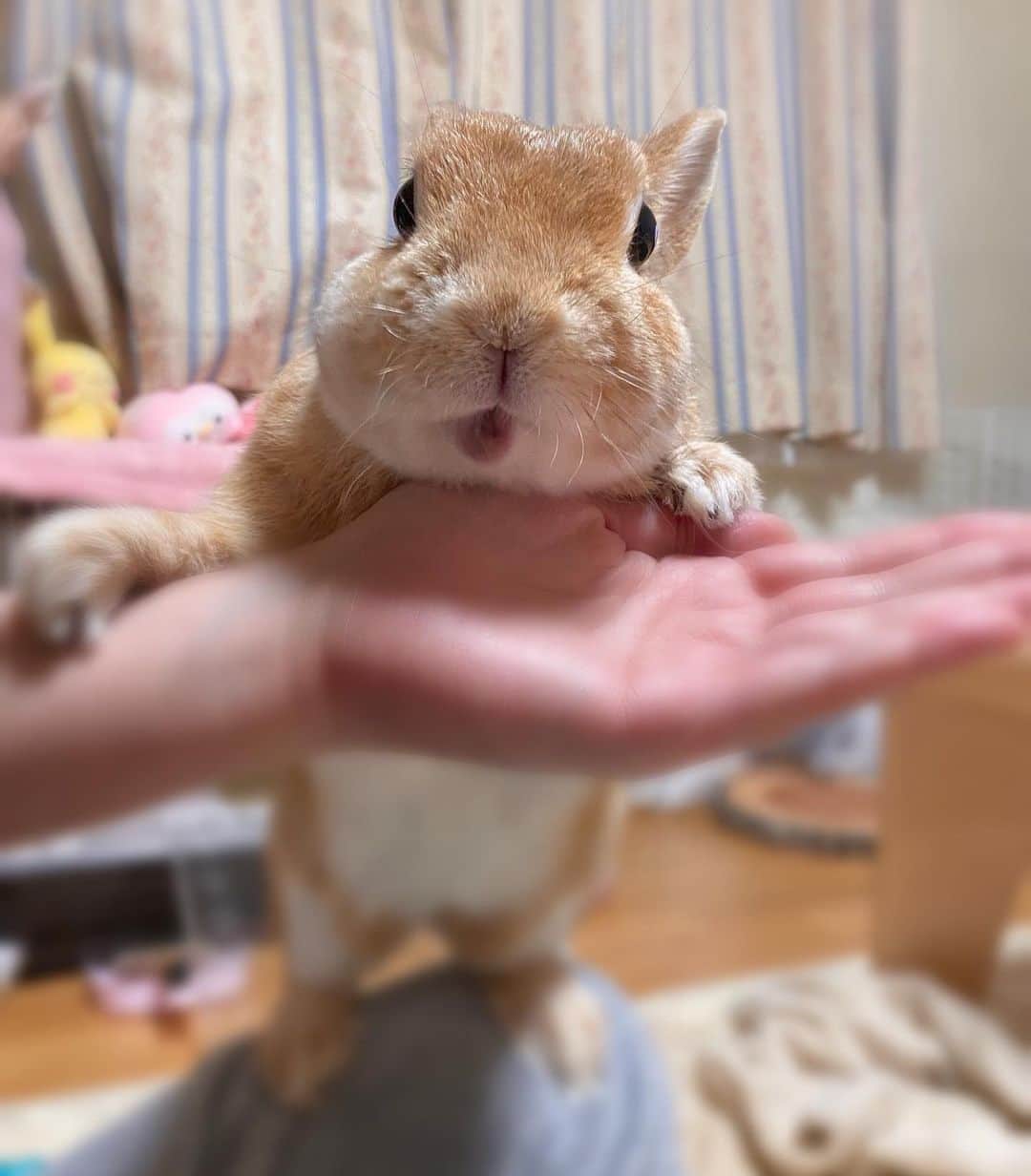 ラン?さんのインスタグラム写真 - (ラン?Instagram)「おやつ～(*´∀`)♪ この食べ方久しぶり♡ お膝の上に乗ってうたっち( ^ω^ ) ドライパインもらってごきげんちゃん💓 ☆ #うたっち  #うさぎ #ネザーランドドワーフ #rabbit #bunny #bunnystagram  #rabbitstagram  #cute  #かわいい #ふわもこ部  #もふもふ  #zip写真部  #アニマル写真部 #instagramjapan #netherlanddwarf #うさぎと暮らす  #うさぎのいる暮らし #癒し #kawaii #ランちゃん  2020.10.09」10月9日 19時34分 - mofumofuusako