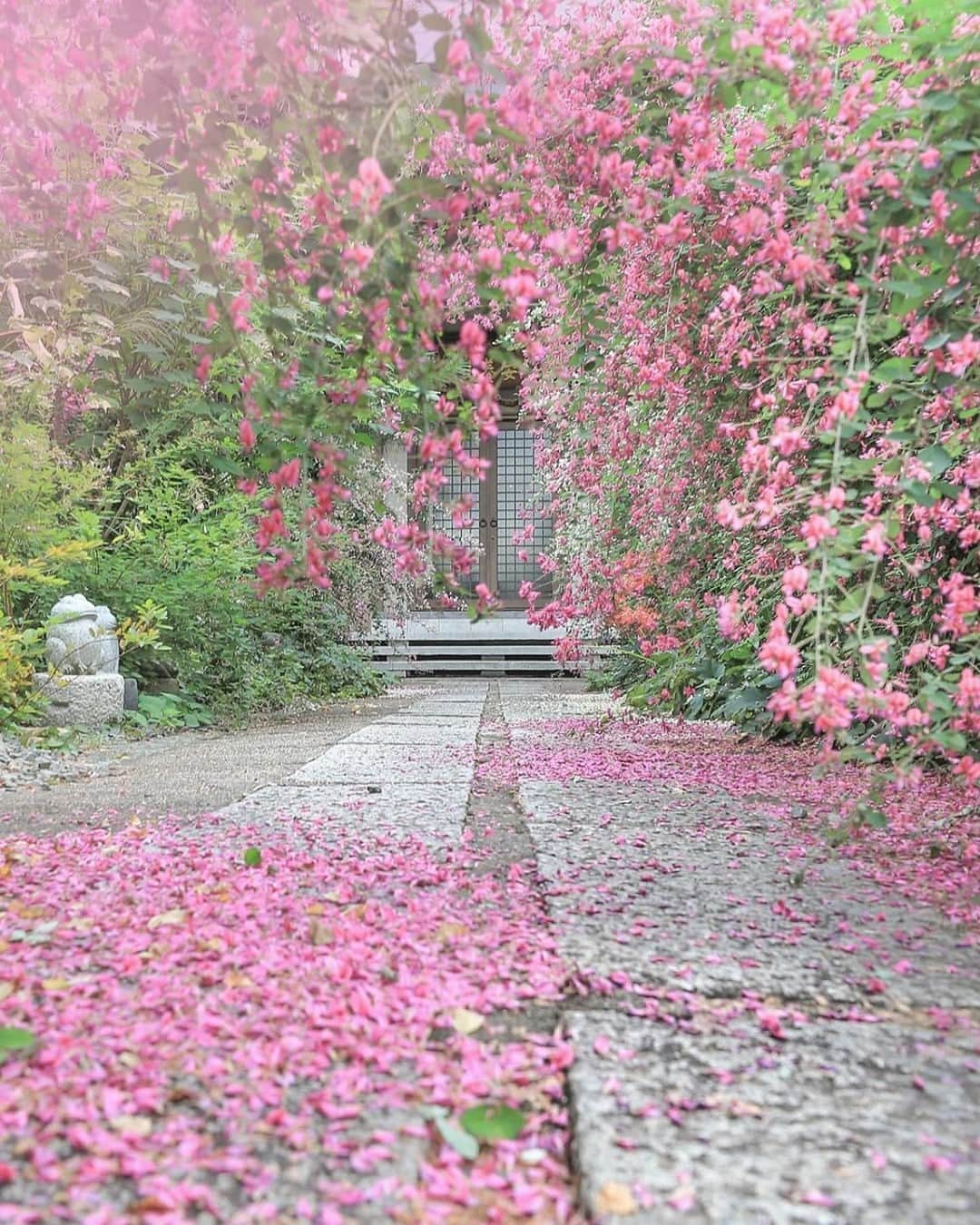 花の写真館のインスタグラム：「Photo by @odekakephoto7.⠀ https://instagram.com/odekakephoto7/⠀ .⠀ Original Post[投稿いただいたURL]⠀ https://www.instagram.com/p/CFxuGkag5Rj/⠀ .⠀ 本アカウントは、 #私の花の写真 をつけてInstagramに投稿された皆さまの花の写真や、「花の写真館」Facebookページで投稿された花の写真を紹介します。⠀ 「花の写真館」Facebookページは、「 @floral.photograph 」のプロフィールにあるURLからご覧ください。⠀ .⠀ ※各自、政府、自治体など公的機関の指示に従った行動をお願いします。⠀⠀ 東京カメラ部および分室では、写真を「見る楽しみ」を提供することを通して、微力ながら皆様にわずかな時間でも癒しをお届けしたいと思っております。⠀ ※本アカウントは東京カメラ部がFacebook、Instagramのサービスを利用して運営しているもので、Facebook社・Instagramとは一切関係ありません。⠀ .⠀ #花の写真館 #floralphotograph #floralphoto #flower #flowers⠀ Follow: @floral.photograph」
