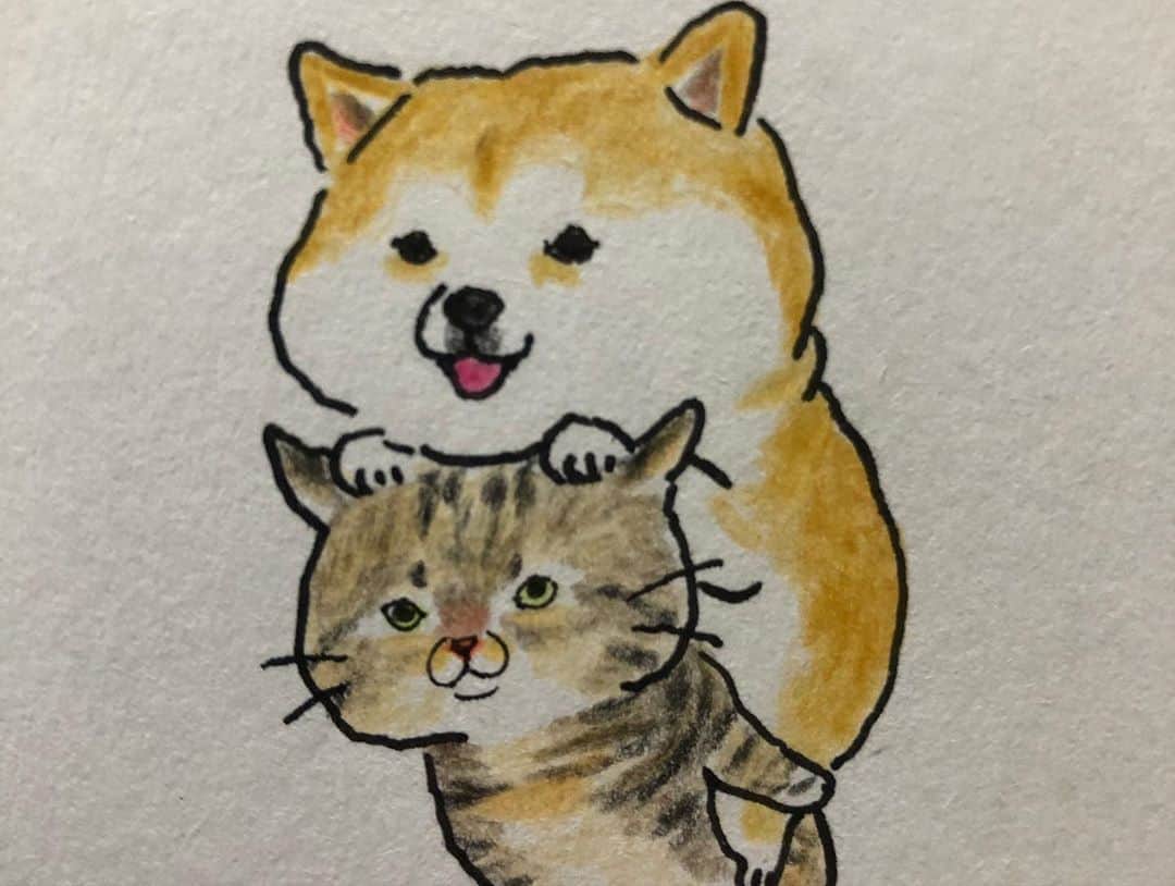 ゆうとろ（柴犬ゆうと猫のとろ）さんのインスタグラム写真 - (ゆうとろ（柴犬ゆうと猫のとろ）Instagram)「. 大好きなアーティストさん（ @chemon.h ）にゆうとろを描いてもらいました😆 おんぶ企画！ どっちがおんぶするんだろうと届くまで楽しみにしてたら、とろがゆうをおんぶしてて笑った😂 きっとゆうの愛情ごと背負ってるんだと思います。 宝物がまたひとつ増えました☺️ . #ゆうとろイラストシリーズ  #ゆうの重たい愛情シリーズ  #ONB20」10月9日 19時43分 - yuandtoro