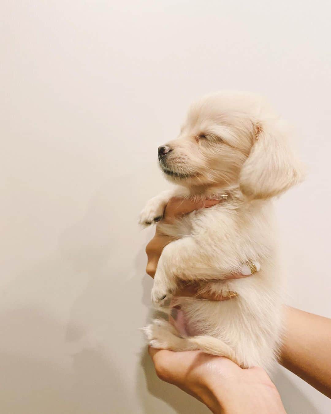 佐々木彩乃さんのインスタグラム写真 - (佐々木彩乃Instagram)「大きくなった🐶❤️ ストレスも飛んじゃう可愛さ #本日のSOY」10月9日 19時46分 - ayano__sasaki