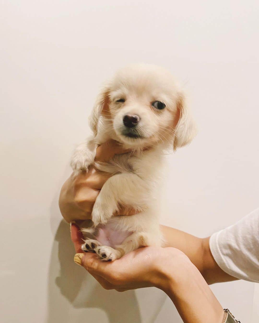 佐々木彩乃さんのインスタグラム写真 - (佐々木彩乃Instagram)「大きくなった🐶❤️ ストレスも飛んじゃう可愛さ #本日のSOY」10月9日 19時46分 - ayano__sasaki