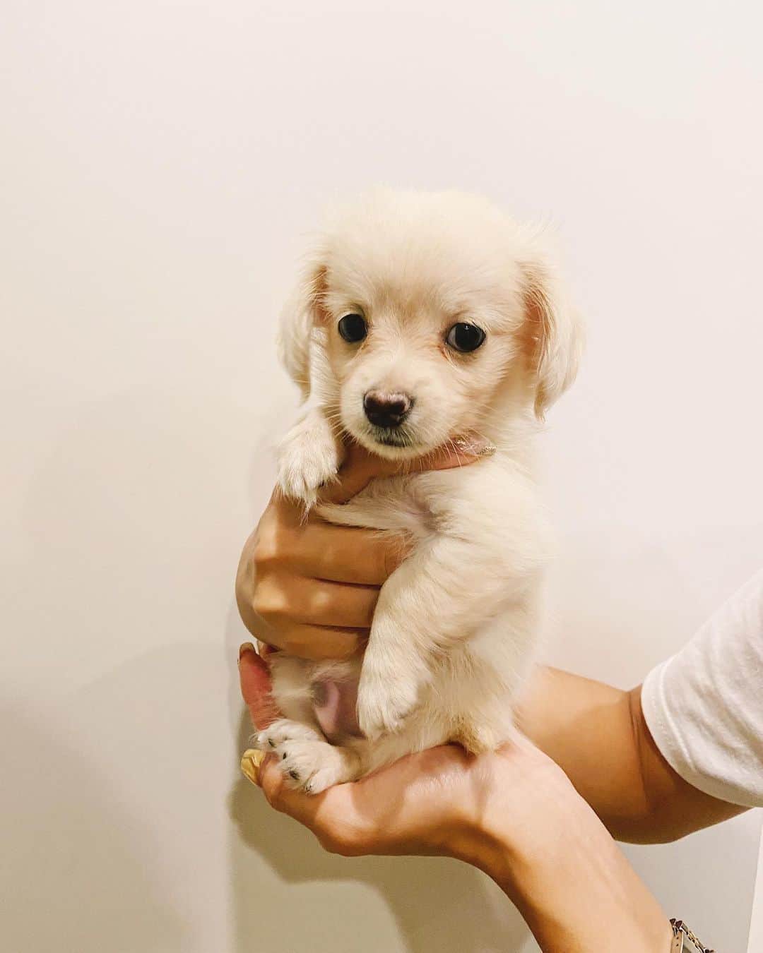 佐々木彩乃のインスタグラム：「大きくなった🐶❤️ ストレスも飛んじゃう可愛さ #本日のSOY」