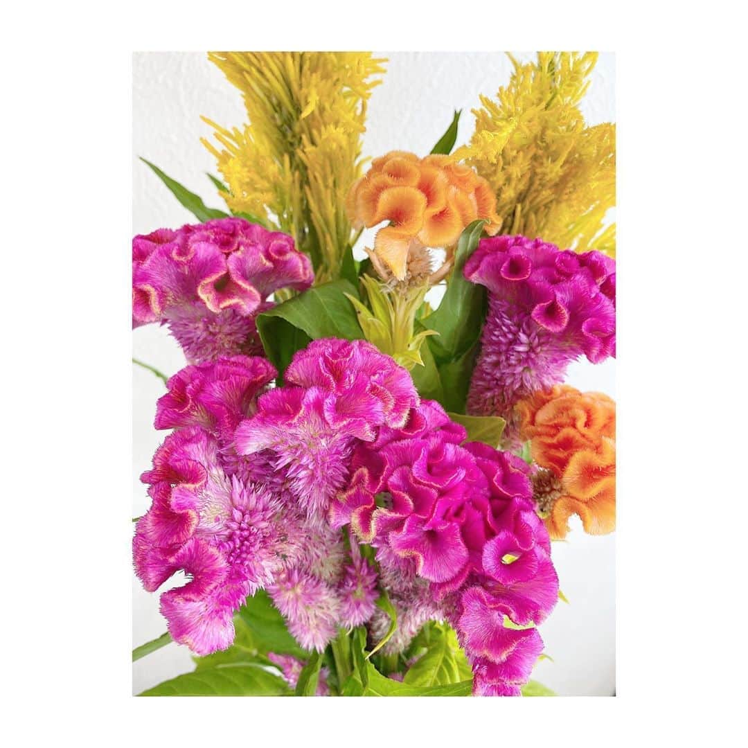 松尾依里佳さんのインスタグラム写真 - (松尾依里佳Instagram)「🌺🌼🌷  すべてケイトウ💗😉✨  #まつおさんちのお花 #鶏頭 #鶏冠 🐔 #センチュリーイエロー も#ケイトウ #colorful #flowers #flowerstagram」10月9日 19時58分 - erika.matsuo