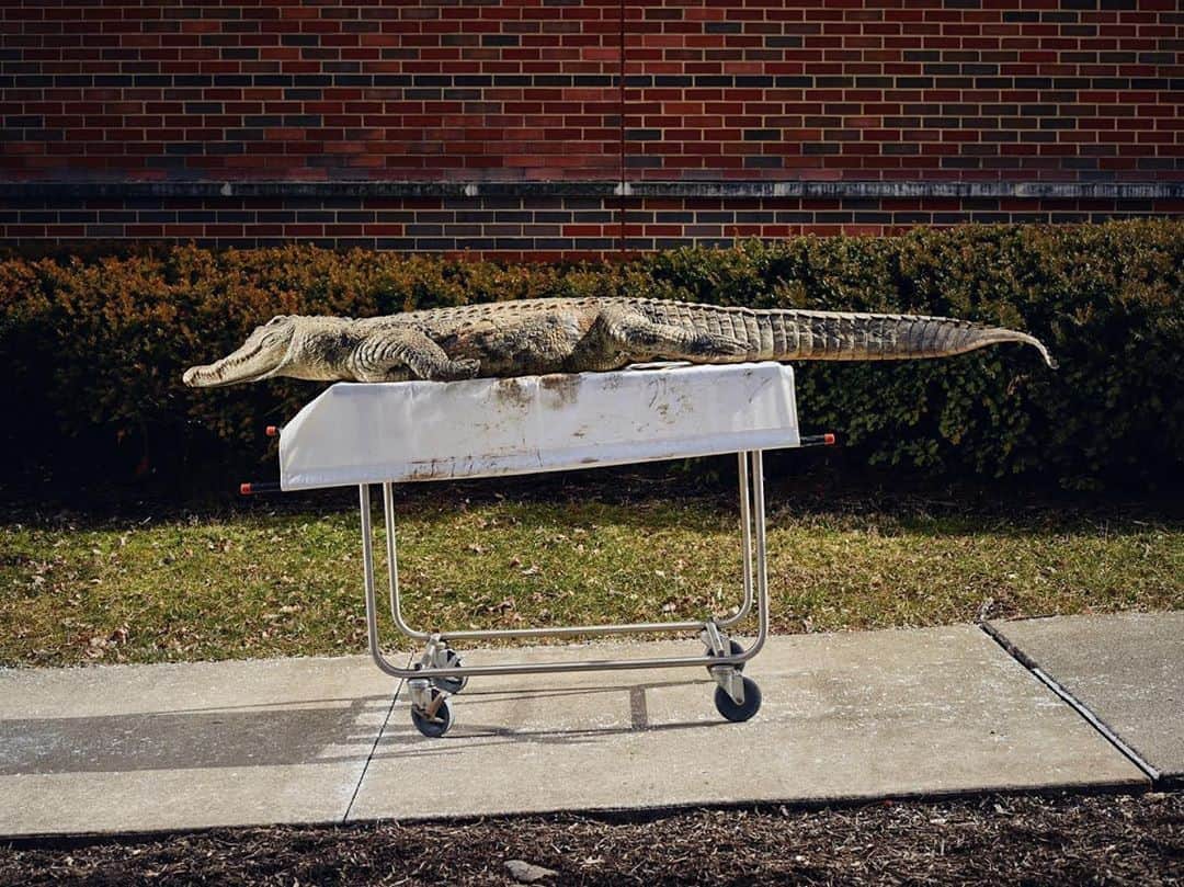 thephotosocietyさんのインスタグラム写真 - (thephotosocietyInstagram)「Photo by @paoloverzone / The carcass of a Siamese crocodile lies in front of Witmer lab at the Ohio University, the crocodile is ready to be transferred to the Ohio’s O’Bleness Hospital for a CT scan, Lawrence Witmer, uses scans of modern animals to reconstruct and interpret the internal anatomy of extinct dinosaurs.  Follow @paoloverzone for more photos and stories」10月9日 20時06分 - thephotosociety