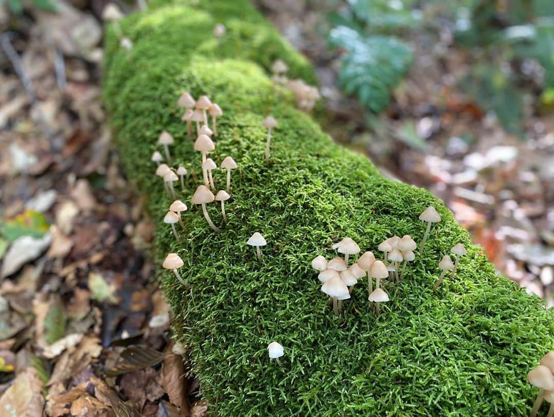 のインスタグラム：「かわいらしいきのこがボコボコと姿を表す季節となりました🍄 . #奥入瀬渓流 #十和田八幡平国立公園 #oirasekeiryu  #oirasestream  #星野リゾート奥入瀬渓流ホテル #hoshinoresorts #oirasekeiryuhotel  #青森県 #十和田市 #aomori #towada #japan #きのこ」