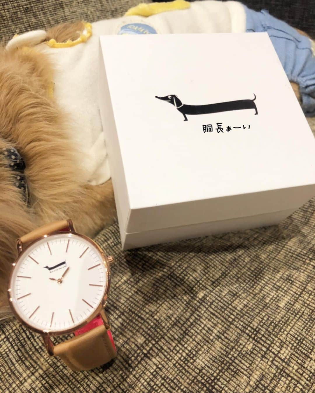 チズさんのインスタグラム写真 - (チズInstagram)「きゃぁー💕 ダックス好きには堪らない❤️ @doxiewatches_japan より 可愛い時計が届きました🐶💯  デザイナーさんの愛犬を モチーフにされたとか✨ ダックスの短足の様な短い針 可愛い過ぎます😍  sqi.chizuにて20％OFF になります(*´∇｀*)❤︎ お会計時に入力してね✌🏻  #ドキシーウオッチ #doxiewatches  #ダックスグッズ#腕時計⌚️#PR  #Mダックス#ダックス#ミニチュアダックス #親父犬#シニア犬#ミニチュアダックスフンド #ミニチュアダックスクリーム#短足部 #短足犬#カニンヘンダックス #ダックス14歳#カニンヘンダックスフンド#犬は家族#犬のいる生活#シニアライフ#インスタでわんこみるのが日課 ♡♡」10月9日 20時11分 - sqi.chizu