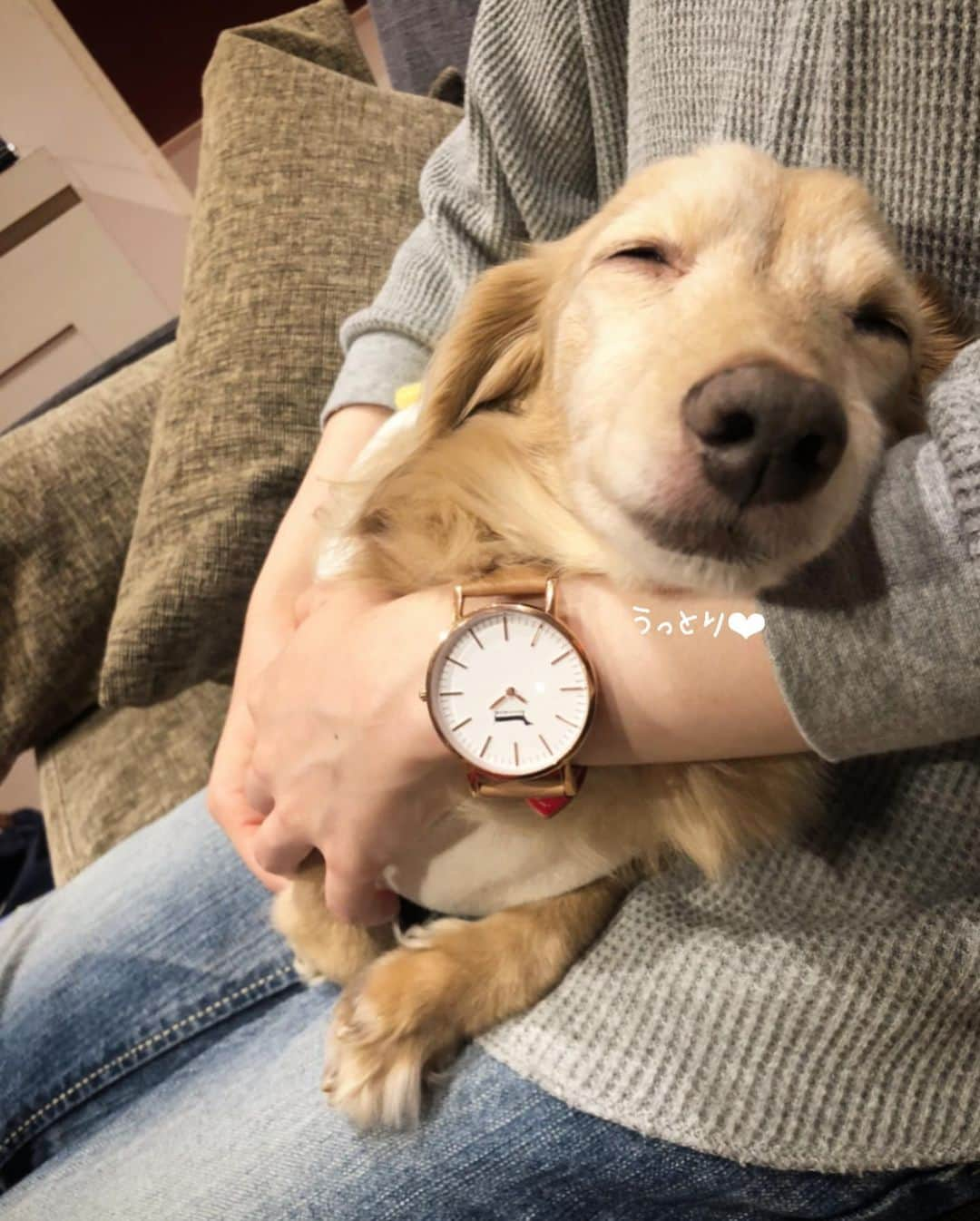 チズさんのインスタグラム写真 - (チズInstagram)「きゃぁー💕 ダックス好きには堪らない❤️ @doxiewatches_japan より 可愛い時計が届きました🐶💯  デザイナーさんの愛犬を モチーフにされたとか✨ ダックスの短足の様な短い針 可愛い過ぎます😍  sqi.chizuにて20％OFF になります(*´∇｀*)❤︎ お会計時に入力してね✌🏻  #ドキシーウオッチ #doxiewatches  #ダックスグッズ#腕時計⌚️#PR  #Mダックス#ダックス#ミニチュアダックス #親父犬#シニア犬#ミニチュアダックスフンド #ミニチュアダックスクリーム#短足部 #短足犬#カニンヘンダックス #ダックス14歳#カニンヘンダックスフンド#犬は家族#犬のいる生活#シニアライフ#インスタでわんこみるのが日課 ♡♡」10月9日 20時11分 - sqi.chizu