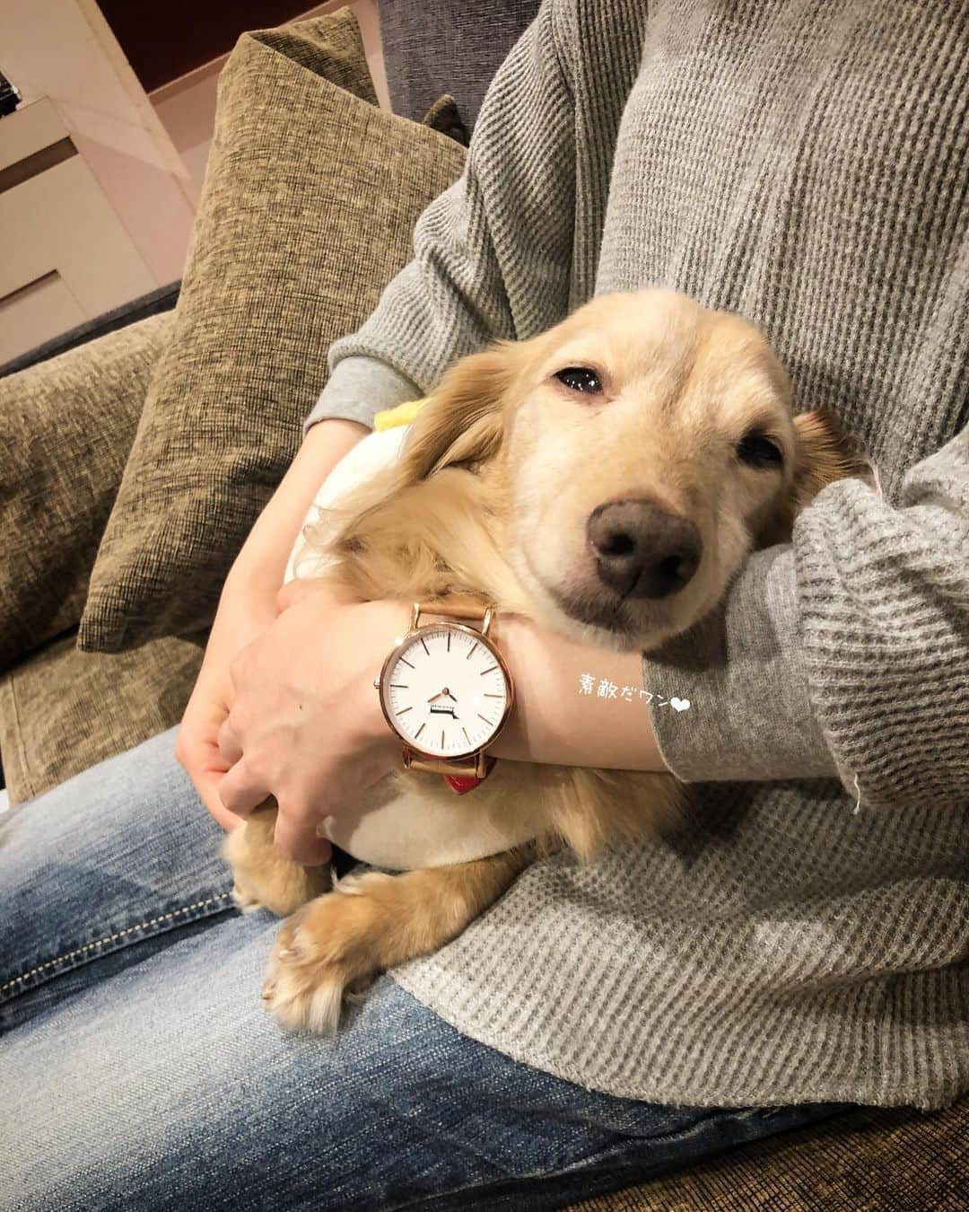 チズさんのインスタグラム写真 - (チズInstagram)「きゃぁー💕 ダックス好きには堪らない❤️ @doxiewatches_japan より 可愛い時計が届きました🐶💯  デザイナーさんの愛犬を モチーフにされたとか✨ ダックスの短足の様な短い針 可愛い過ぎます😍  sqi.chizuにて20％OFF になります(*´∇｀*)❤︎ お会計時に入力してね✌🏻  #ドキシーウオッチ #doxiewatches  #ダックスグッズ#腕時計⌚️#PR  #Mダックス#ダックス#ミニチュアダックス #親父犬#シニア犬#ミニチュアダックスフンド #ミニチュアダックスクリーム#短足部 #短足犬#カニンヘンダックス #ダックス14歳#カニンヘンダックスフンド#犬は家族#犬のいる生活#シニアライフ#インスタでわんこみるのが日課 ♡♡」10月9日 20時11分 - sqi.chizu